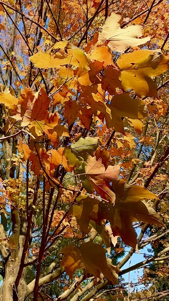 Golden Fall Leaves | Digital Format Shown 3:2 (H:W) | Available in other Format Ratios & Colors
 
 
 
   
    ✅ Add to Set List
   
 