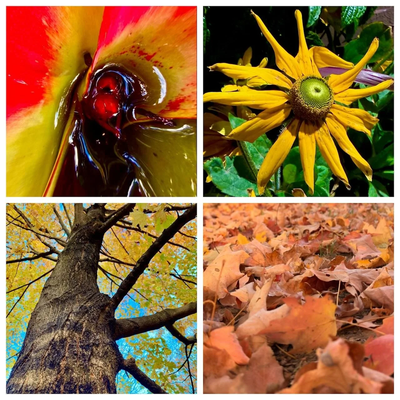 Nature & Landscape Photography | Trees | Flowers | Fall | Plants