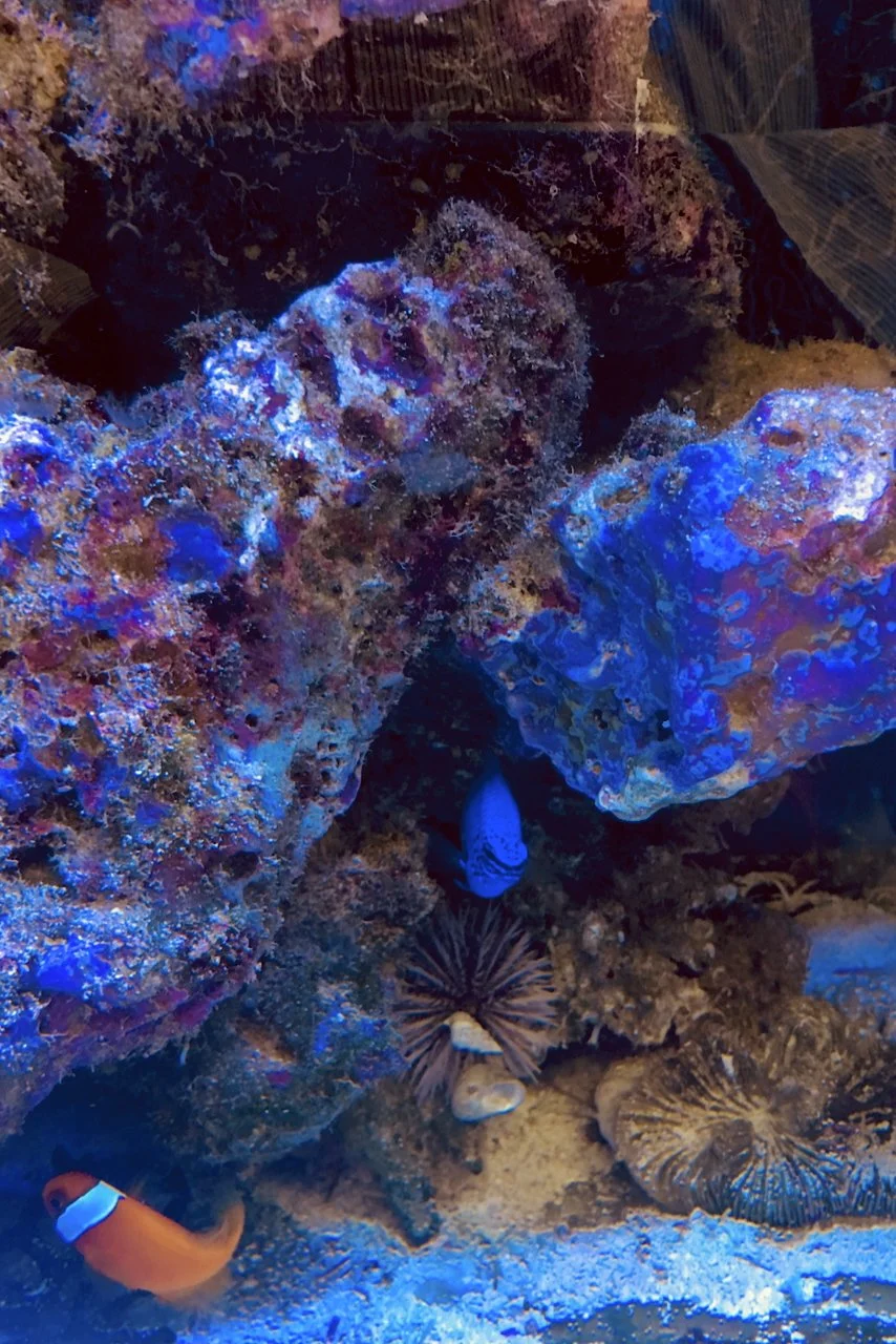 Aquatic Neighborhood | Digital File Format as Shown 3:2 (H:W)
 
 
  
   
    ✅ Add to Set List
   
 