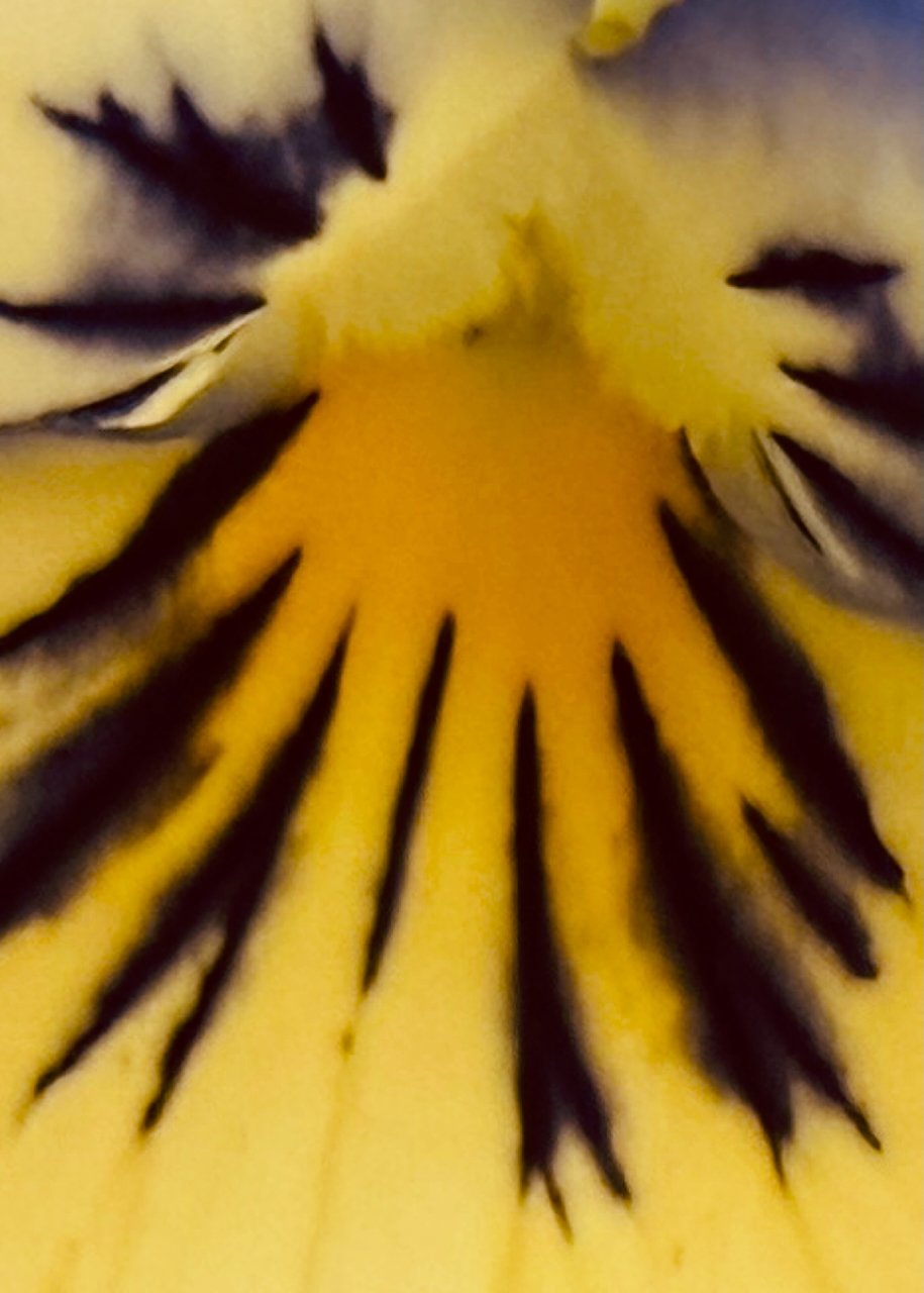 Golden Tiger | 7:5 (H:W) | Available in Various Colors & Formats 
 
 
  
   
    ✅ Add to Set List
   
 