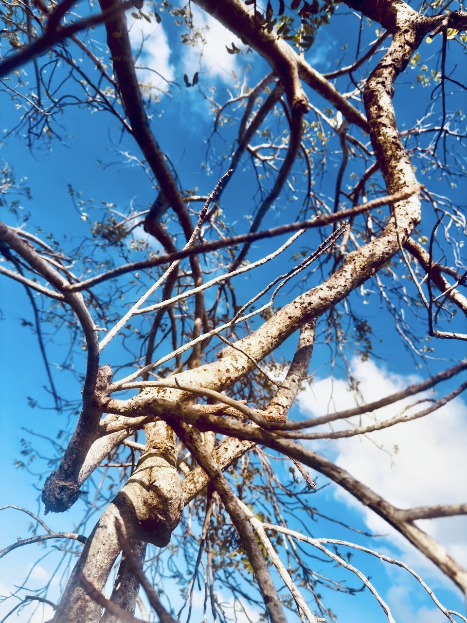 PH005 - Organic Wiring | Digital File Format as Shown 4:3 (H:W) | Available in other Format Ratios
 
 
  
   
    ✅ Add to Set List
   
 