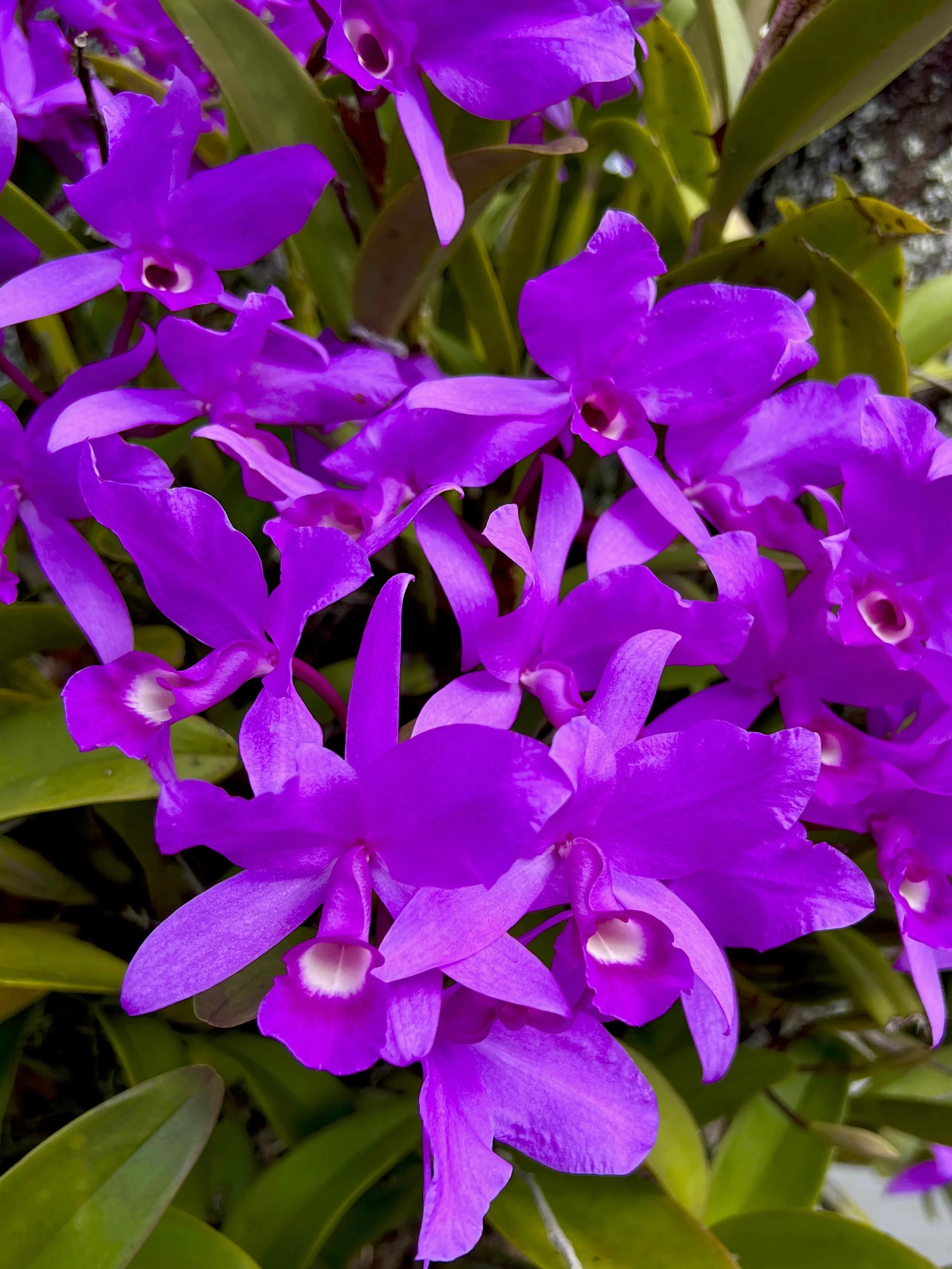 FL002B - Guaria Morada - Violet | Digital Format Shown 3:2 (H:W) | Available in other Format Ratios & Colors
 
 
 
   
    ✅ Add to Set List
   
 