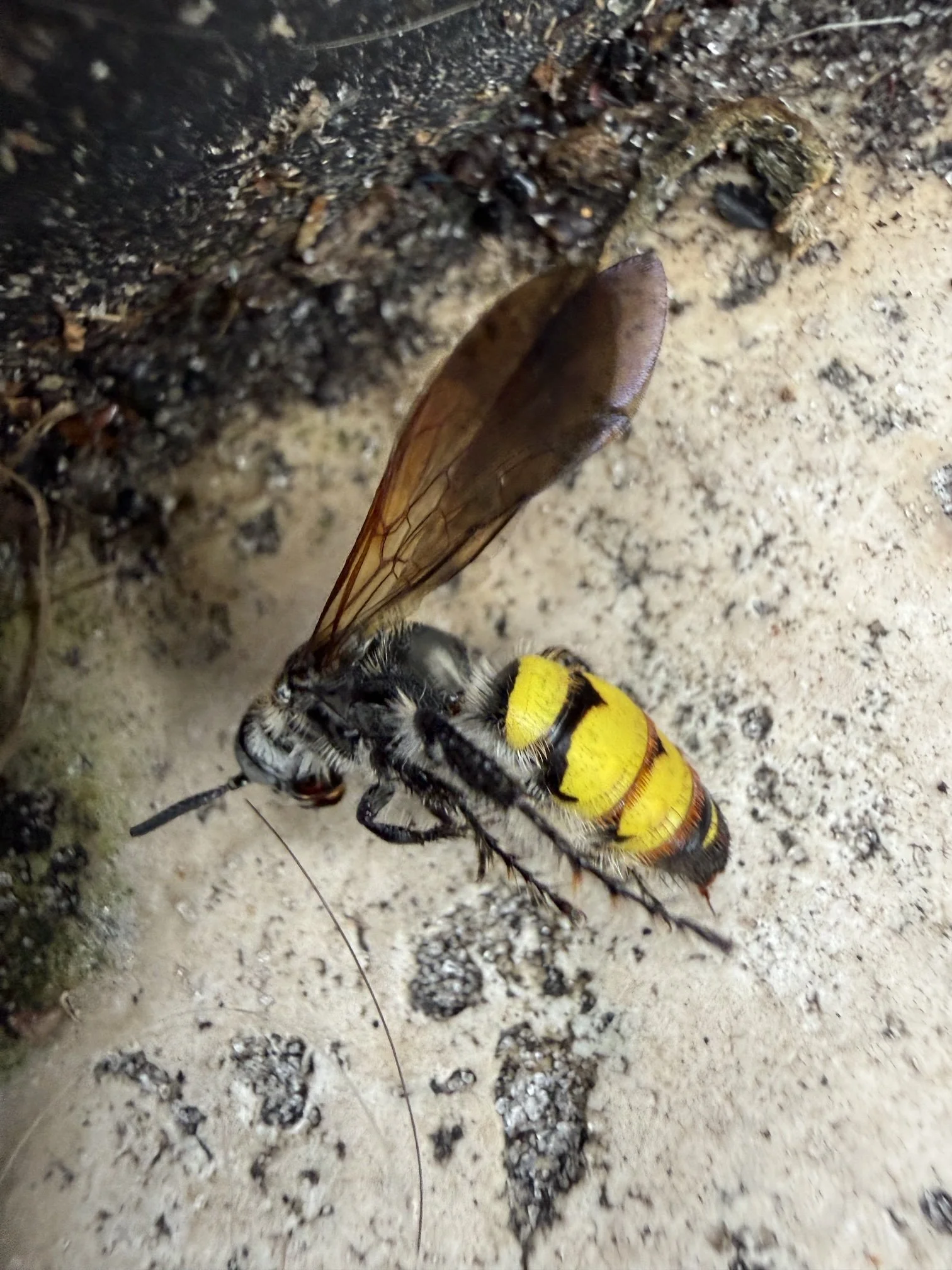 Bee Nice | Digital File Format as Shown 4:3 (H:W) | Available in other Format Ratios & Styles
 
 
  
   
    ✅ Add to Set List
   
 