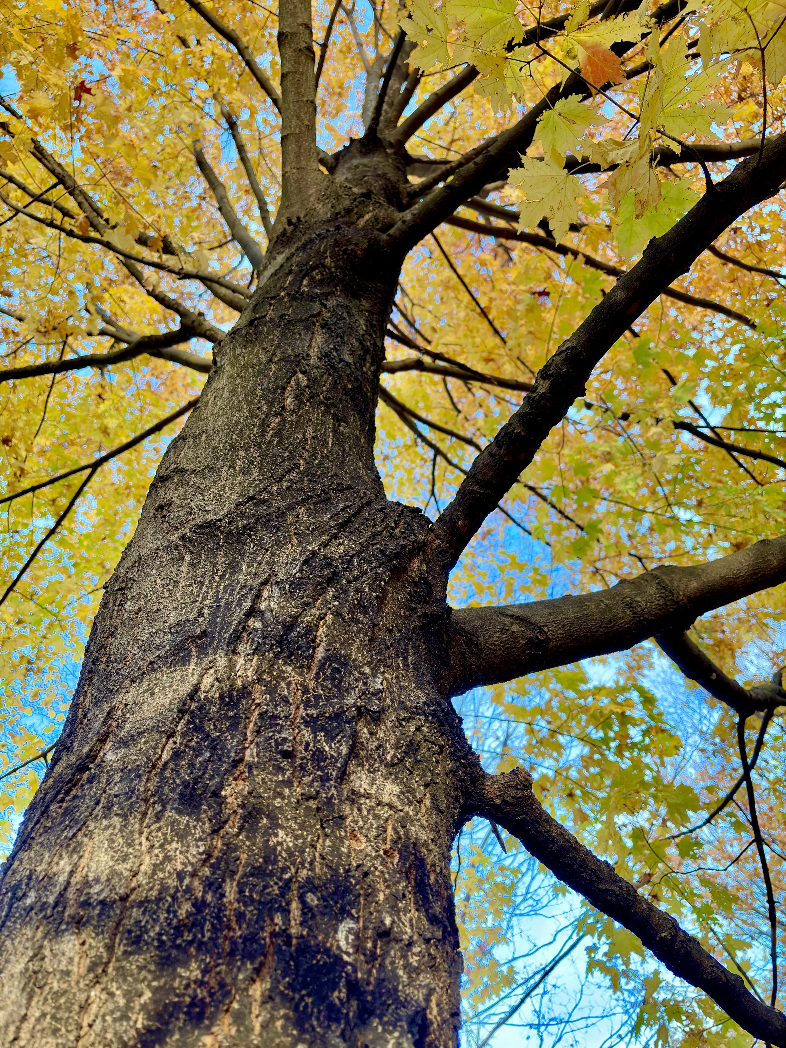 T003B - Branch Out | Digital Format Shown 3:2 (H:W) | Available in other Format Ratios & Colors
 
 
 
   
    ✅ Add to Set List
   
 