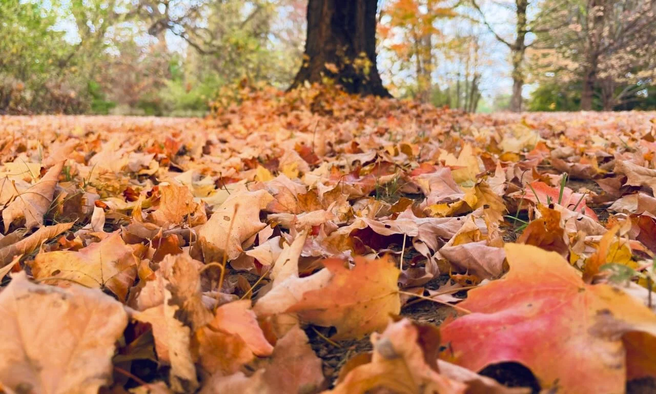  All Fall Down | Digital File Format as Shown 4:3 (H:W) | Available in other Format Ratios
 
 
  
   
    ✅ Add to Set List
   
 