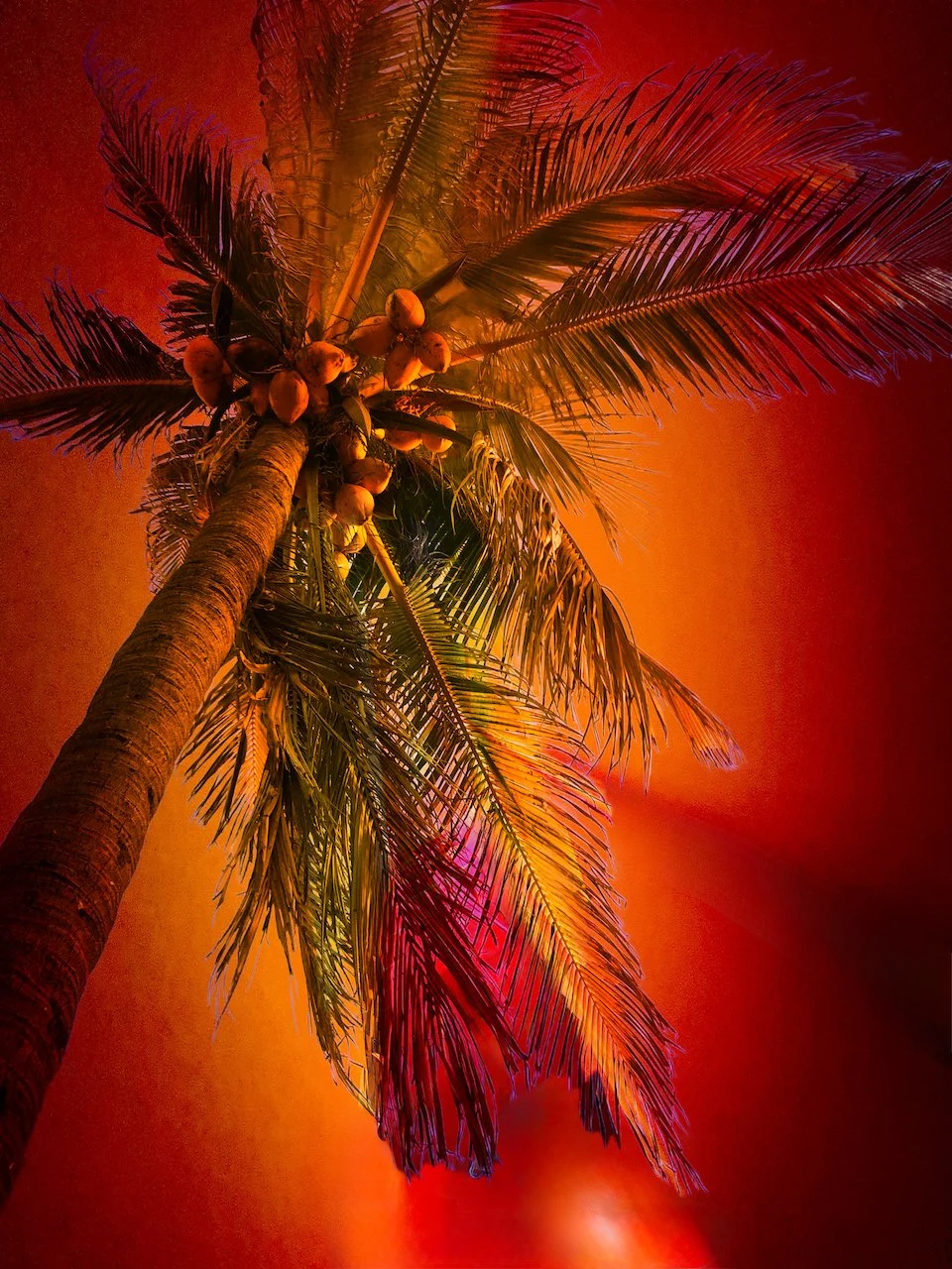 Tropic Noir | Emotional Weather Series |. DIGITAL FILE | Format 4:3 (H:W)  |  CUSTOMIZABLE IN OTHER FORMATS AND COLORS
 
   
    Add to Set List
   
  