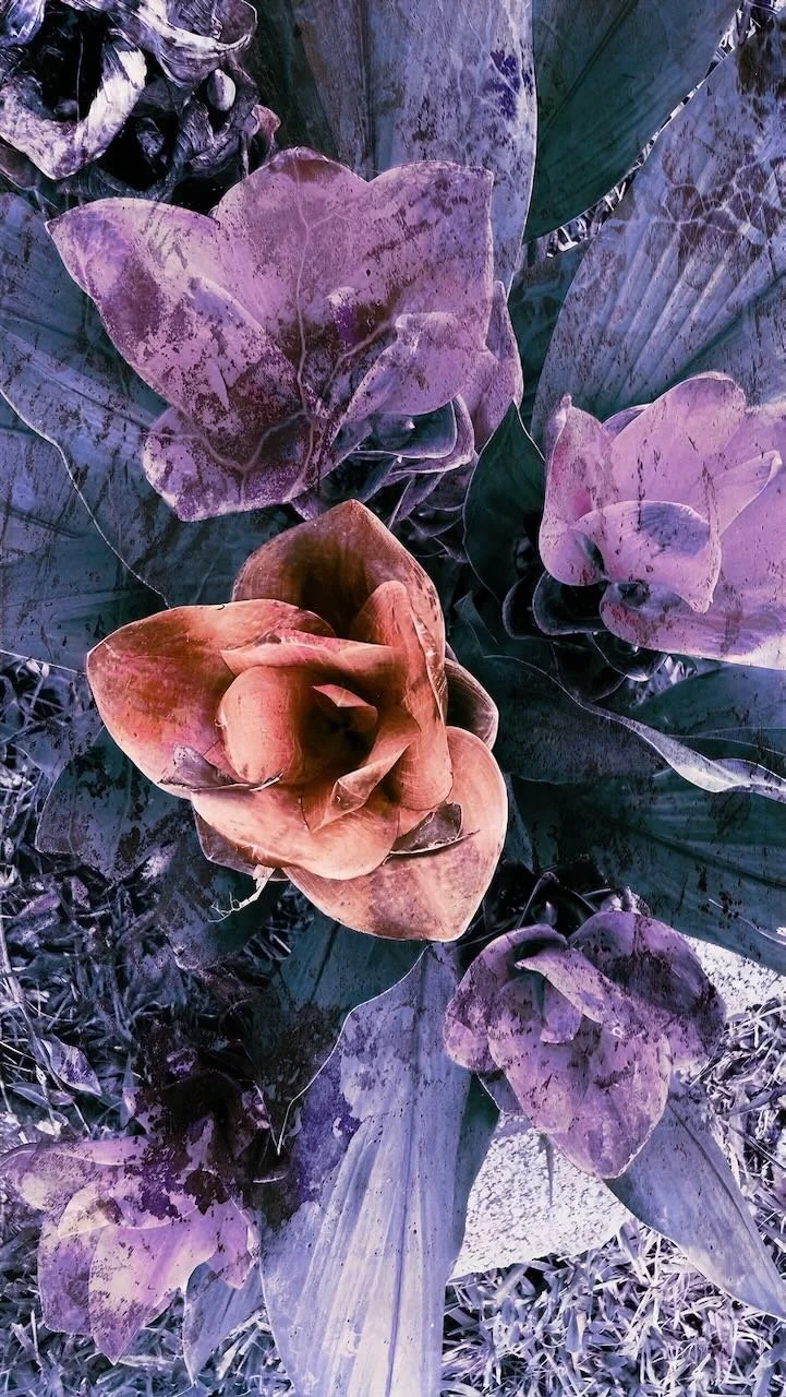 Rose Outcast I | Rose Outcast Series | Aspect Ratio Shown 16:9 (H:W) | Available in other Format Ratios & Colors
 
 
 
   
    ✅ Add to Set List
   
 