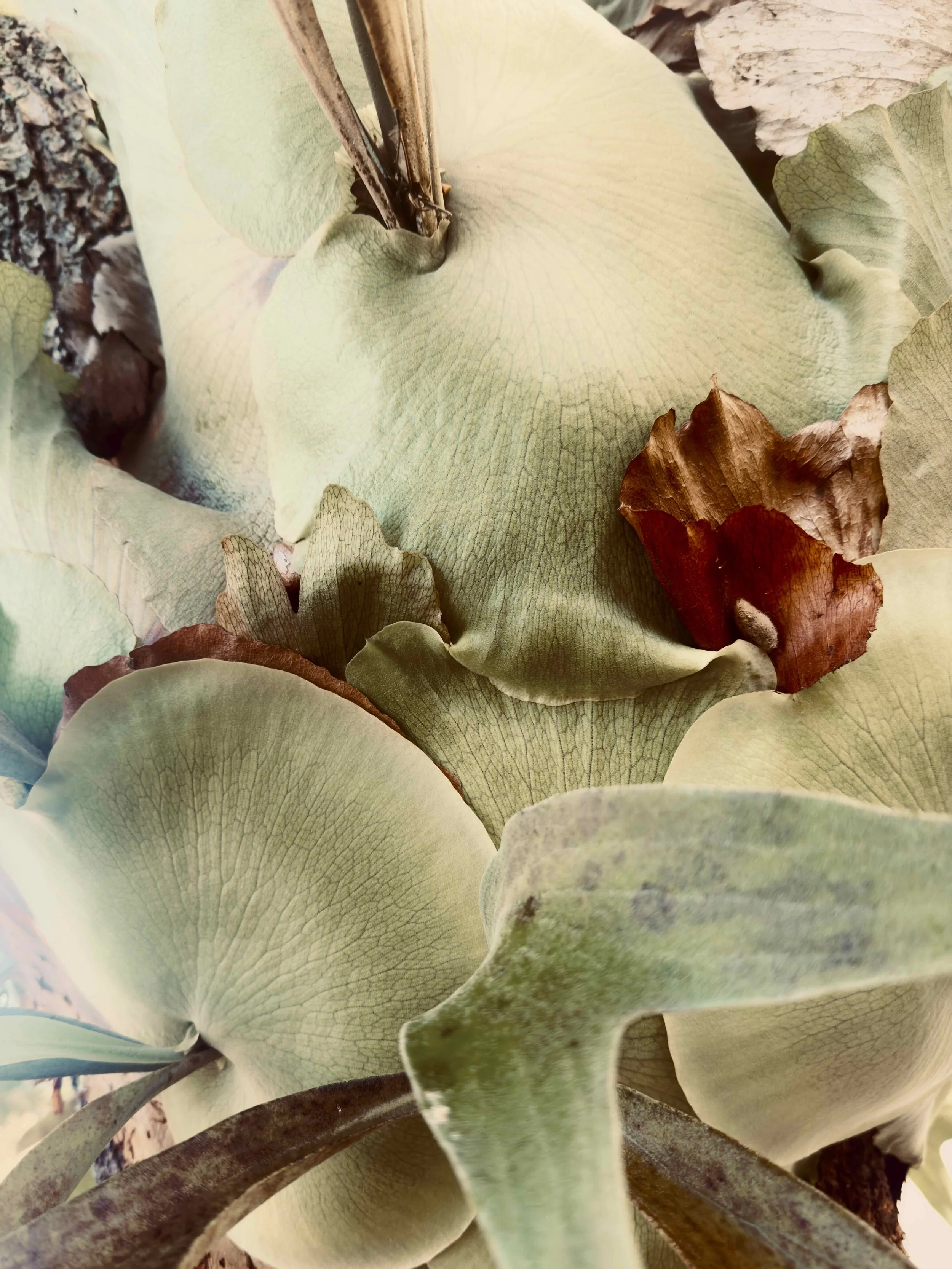 FL001C - Grape Hyacinth | Digital Format Shown 3:2 (H:W) | Available in other Format Ratios & Colors
 
 
 
   
    ✅ Add to Set List
   
 