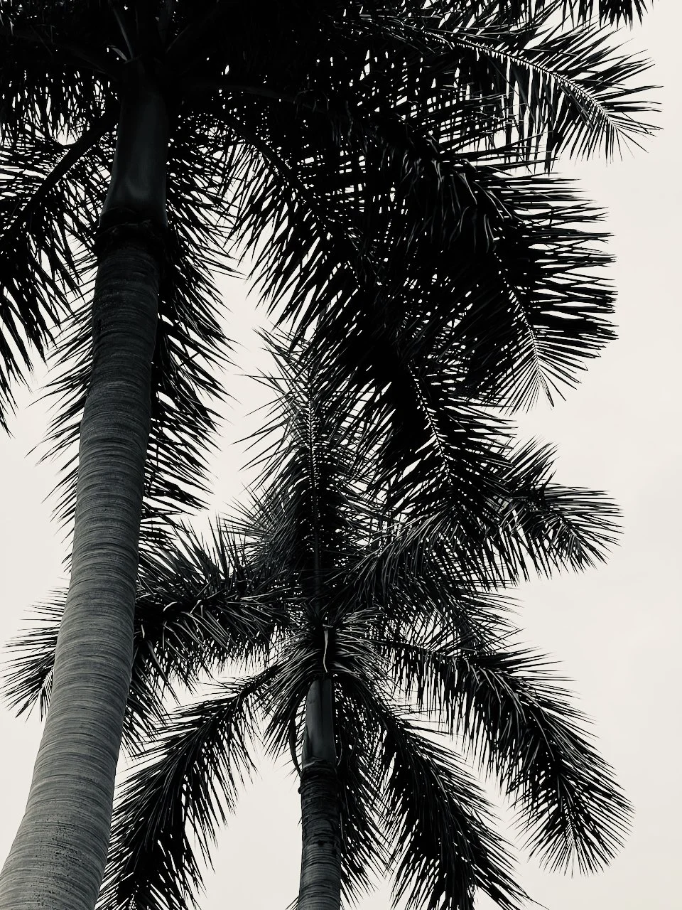 Chatting Palms Noir | DIGITAL FILE | Format 3:2 (H:W)  |  CUSTOMIZABLE IN OTHER FORMATS AND COLORS
 
   
    Add to Set List
   
  