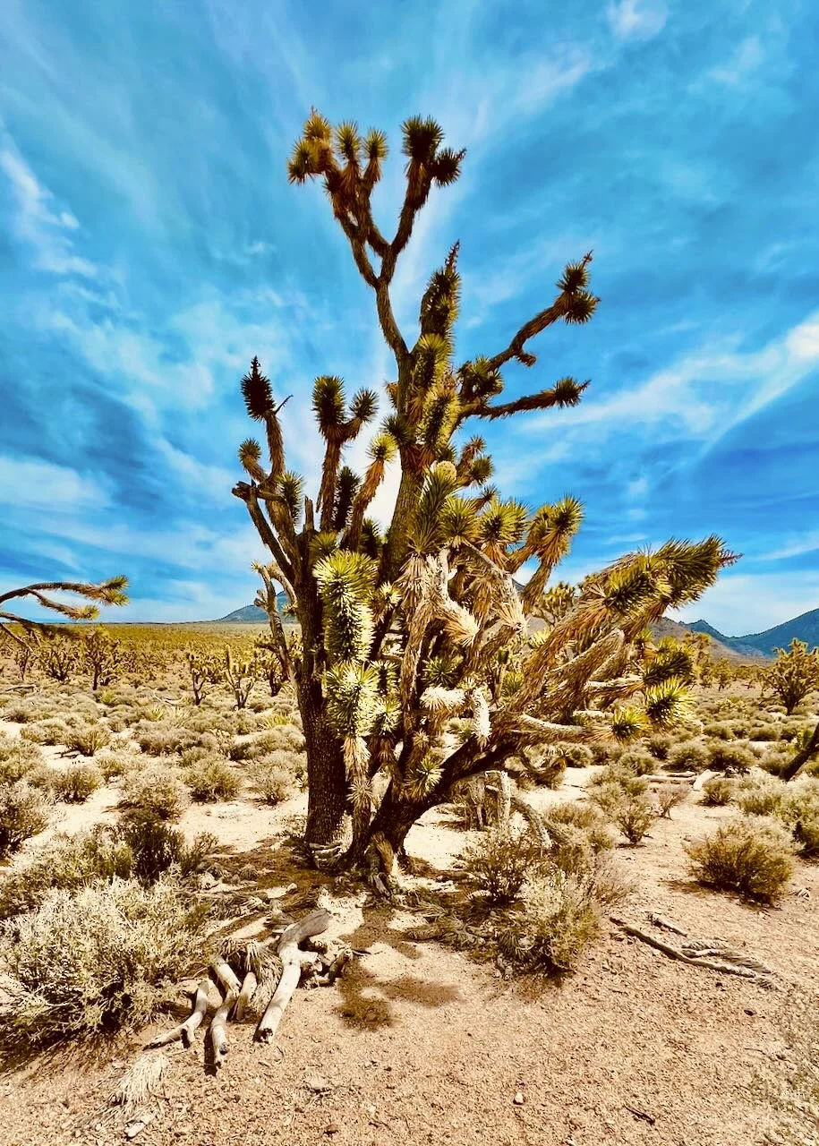 Baby Blue Smoke | Digital File Format as Shown 4:3 (H:W) | Available in other Format Ratios & in Color
 
 
  
   
    ✅ Add to Set List
   
 