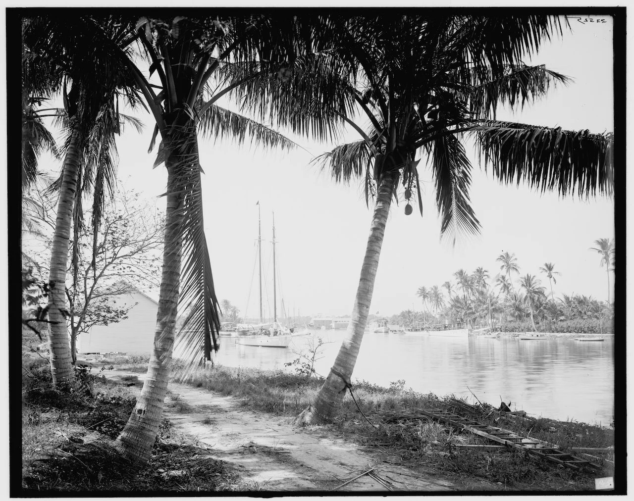 Miami River Royal Palm | Digital Format Shown @4:5 (H:W) | Public-Domain Photograph | Curated and Production-Prepared by ArtZentury | Available in other Hi-Res Format Ratios & Colors
 
 
 
   
    ✅ Add to Set List
   
 