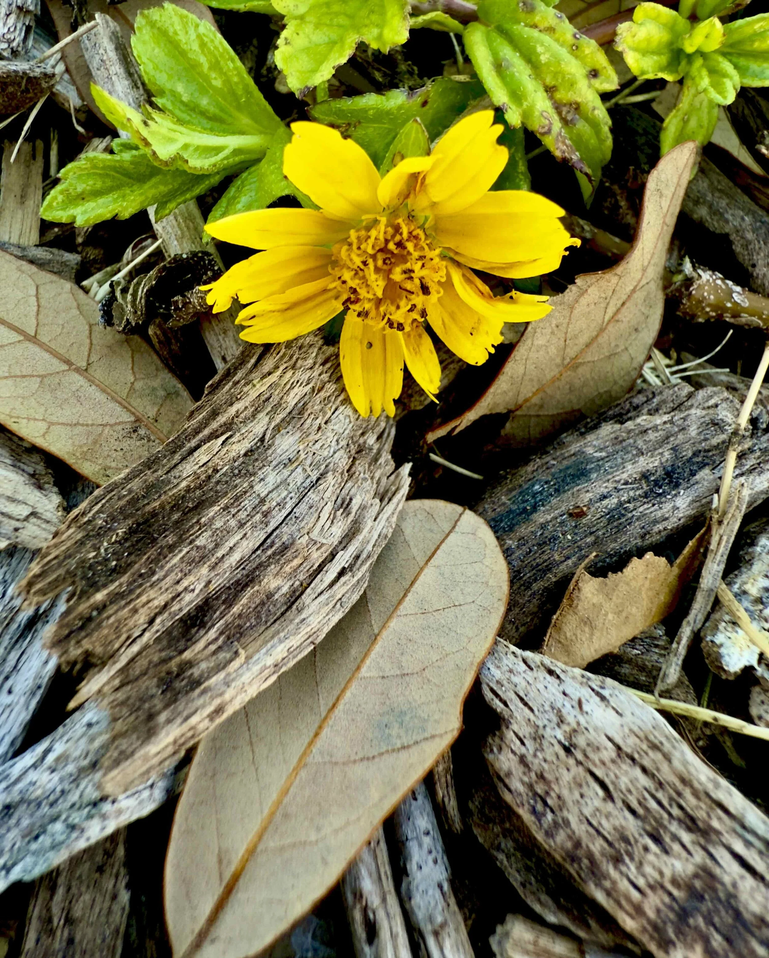 FL015B - Yellow Flower | Digital Format Shown 3:2 (H:W) | Available in other Format Ratios & Colors
 
 
 
   
    ✅ Add to Set List
   
 