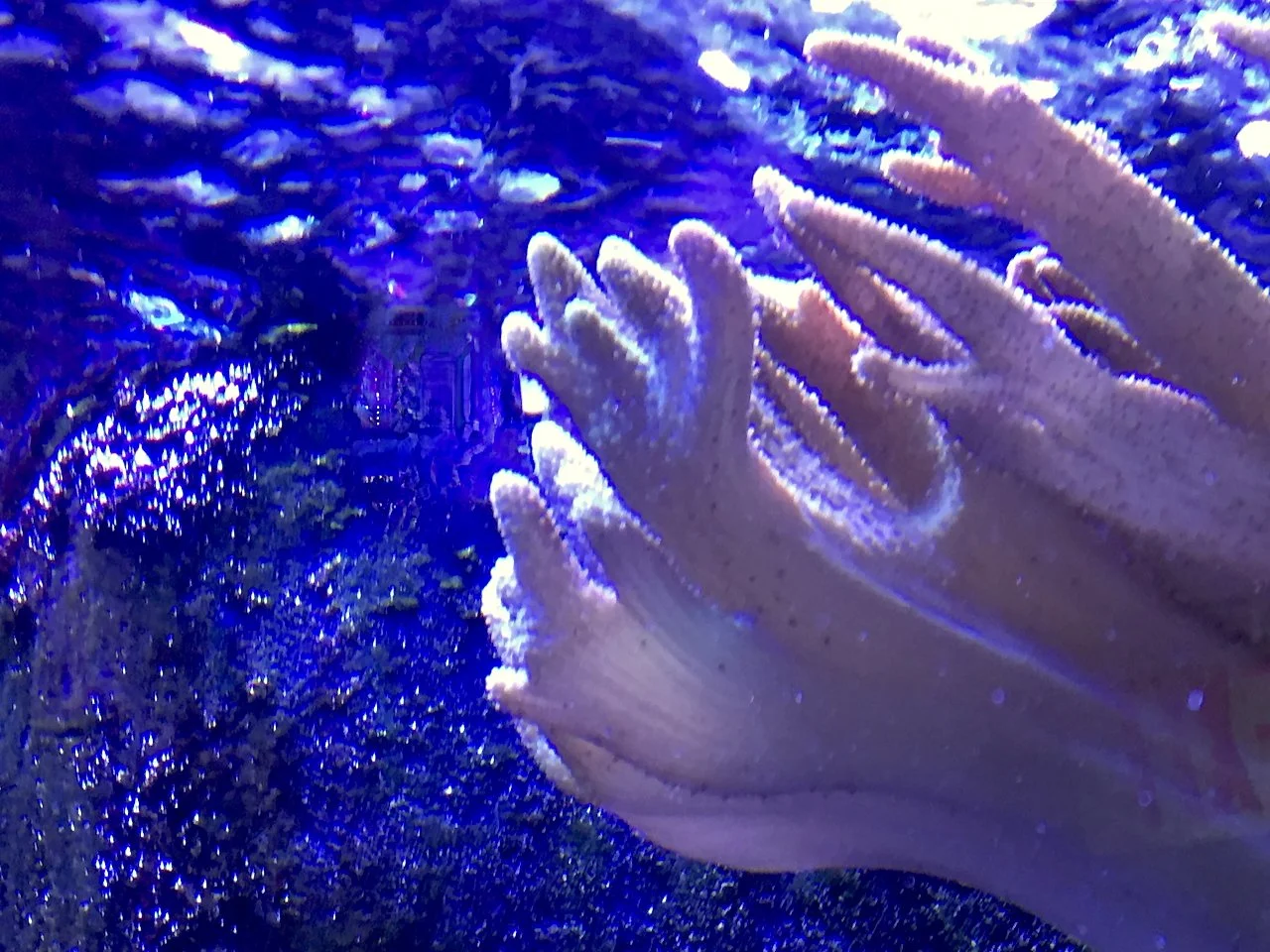 Aquatic Fingers | Digital File Format as Shown 3:4 (H:W)
 
 
  
   
    ✅ Add to Set List
   
 