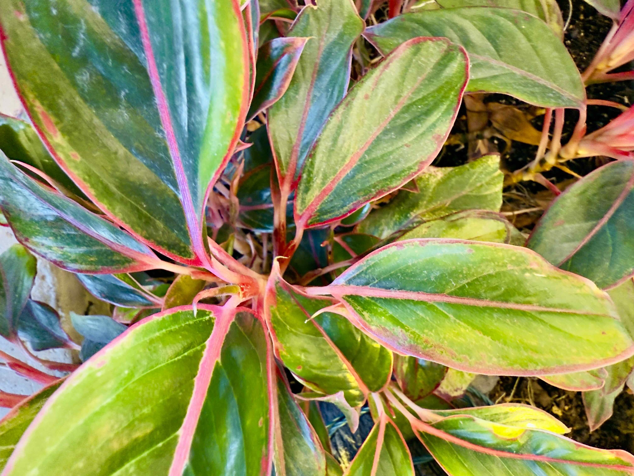 FL016B - Radiator Plant | Digital Format Shown 3:2 (H:W) | Available in other Format Ratios & Colors
 
 
 
   
    ✅ Add to Set List
   
 