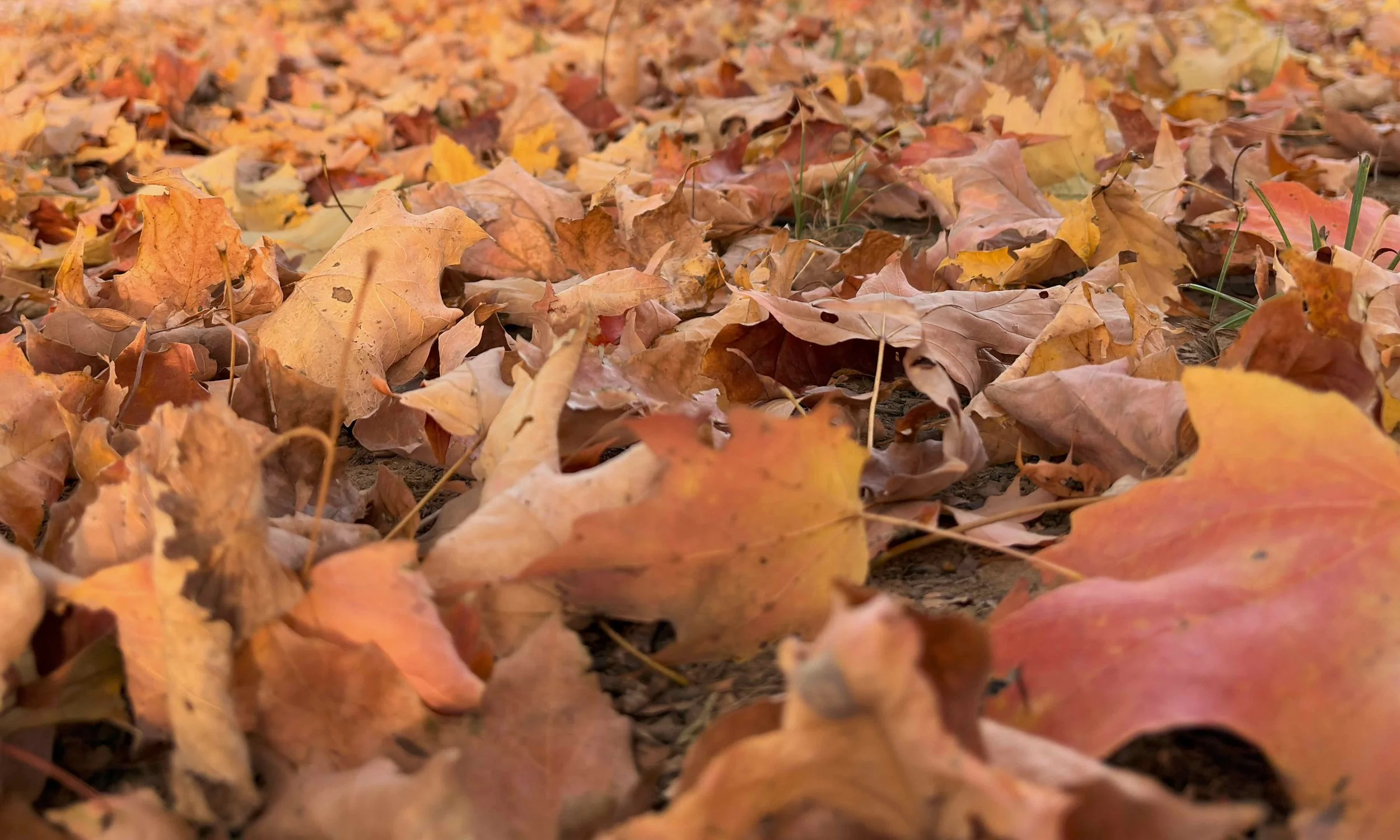 T006B - On The Ground | Digital Format Shown 3:2 (H:W) | Available in other Format Ratios & Colors
 
 
 
   
    ✅ Add to Set List
   
 