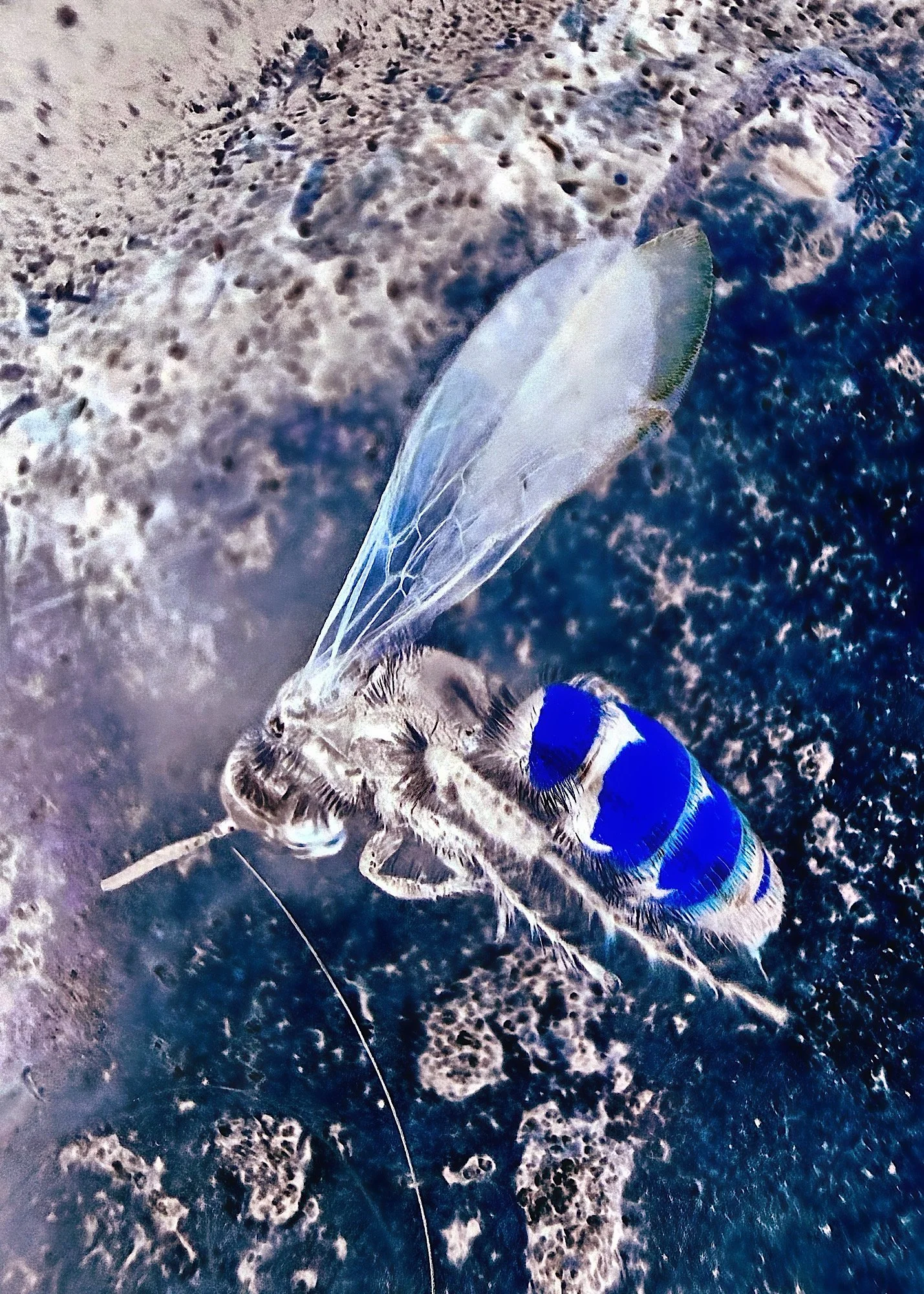 Bee Blue | Digital File Format as Shown 4:3 (H:W)
 
 
  
   
    ✅ Add to Set List
   
 