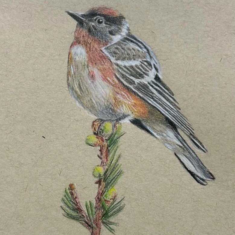 Colored Pencil Drawing