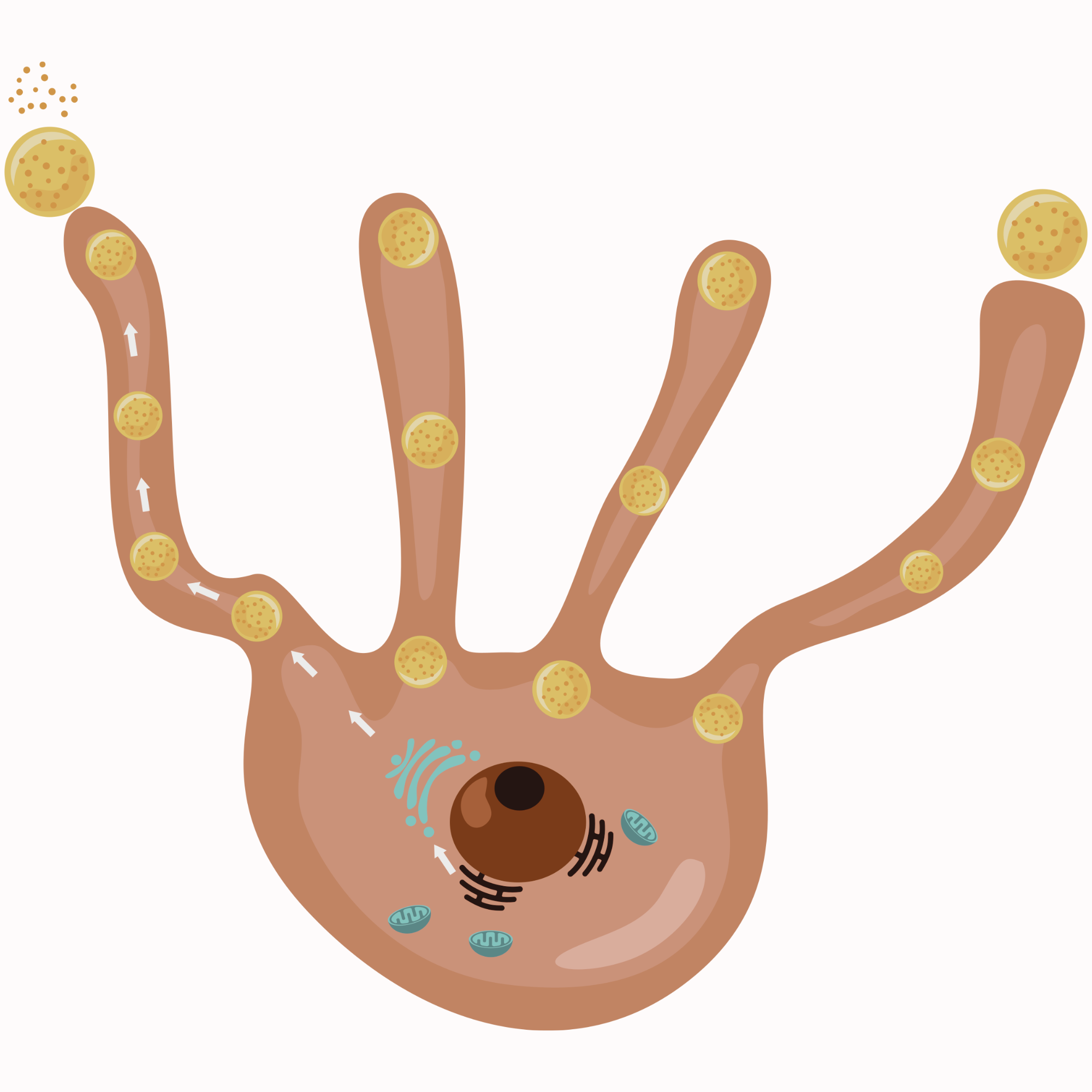 illustration of a melanocyte cell