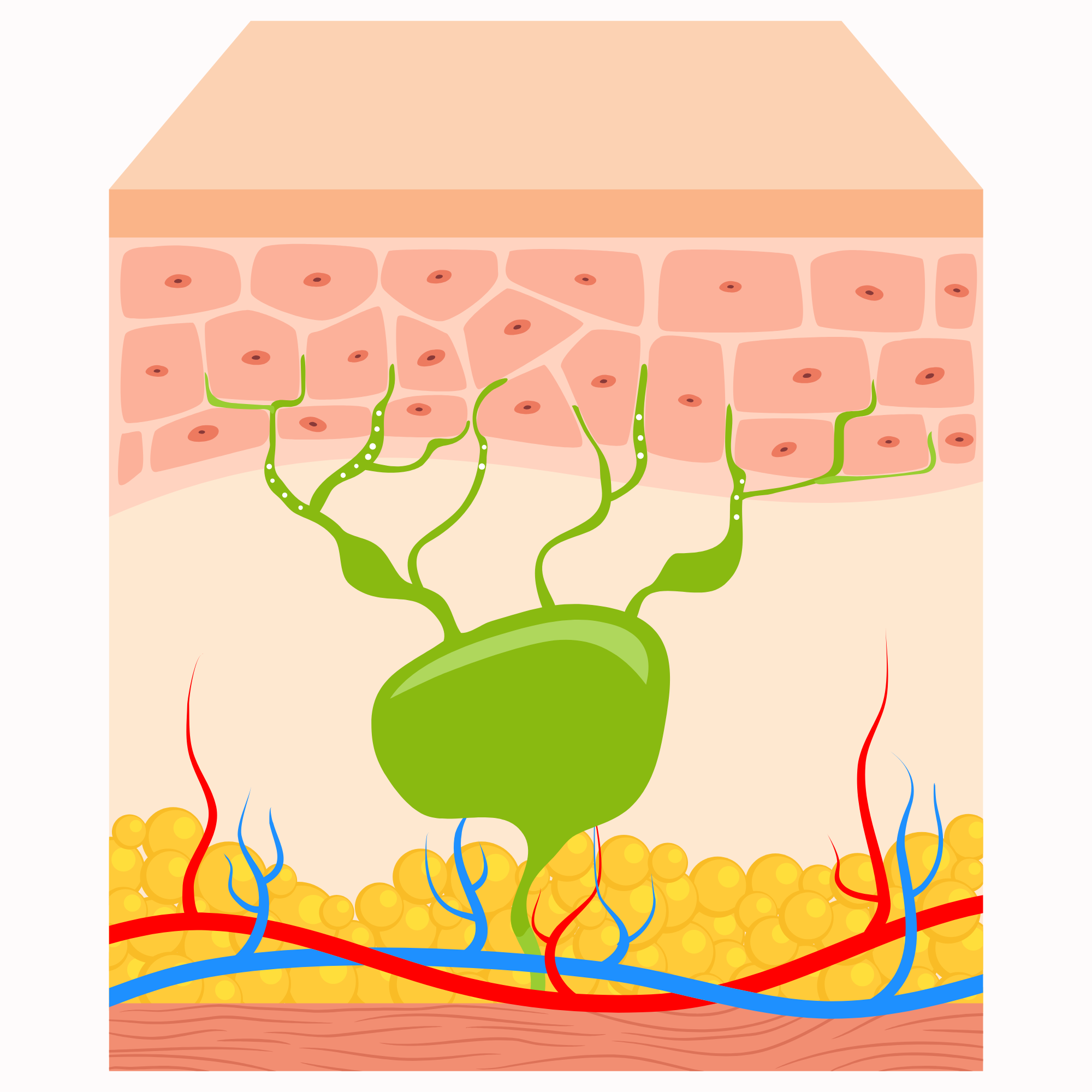 diagram of a melanocyte cell