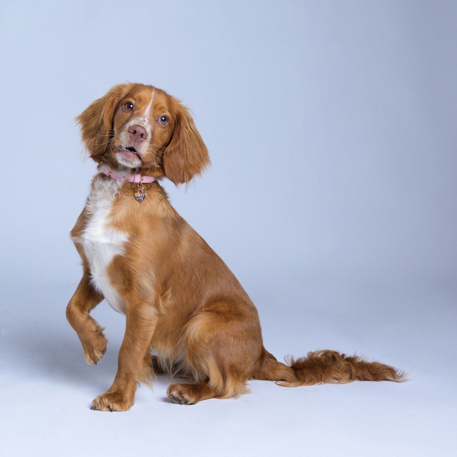 🐾Who taught this puppy to pose?!

The very photogenic Smith family 😍