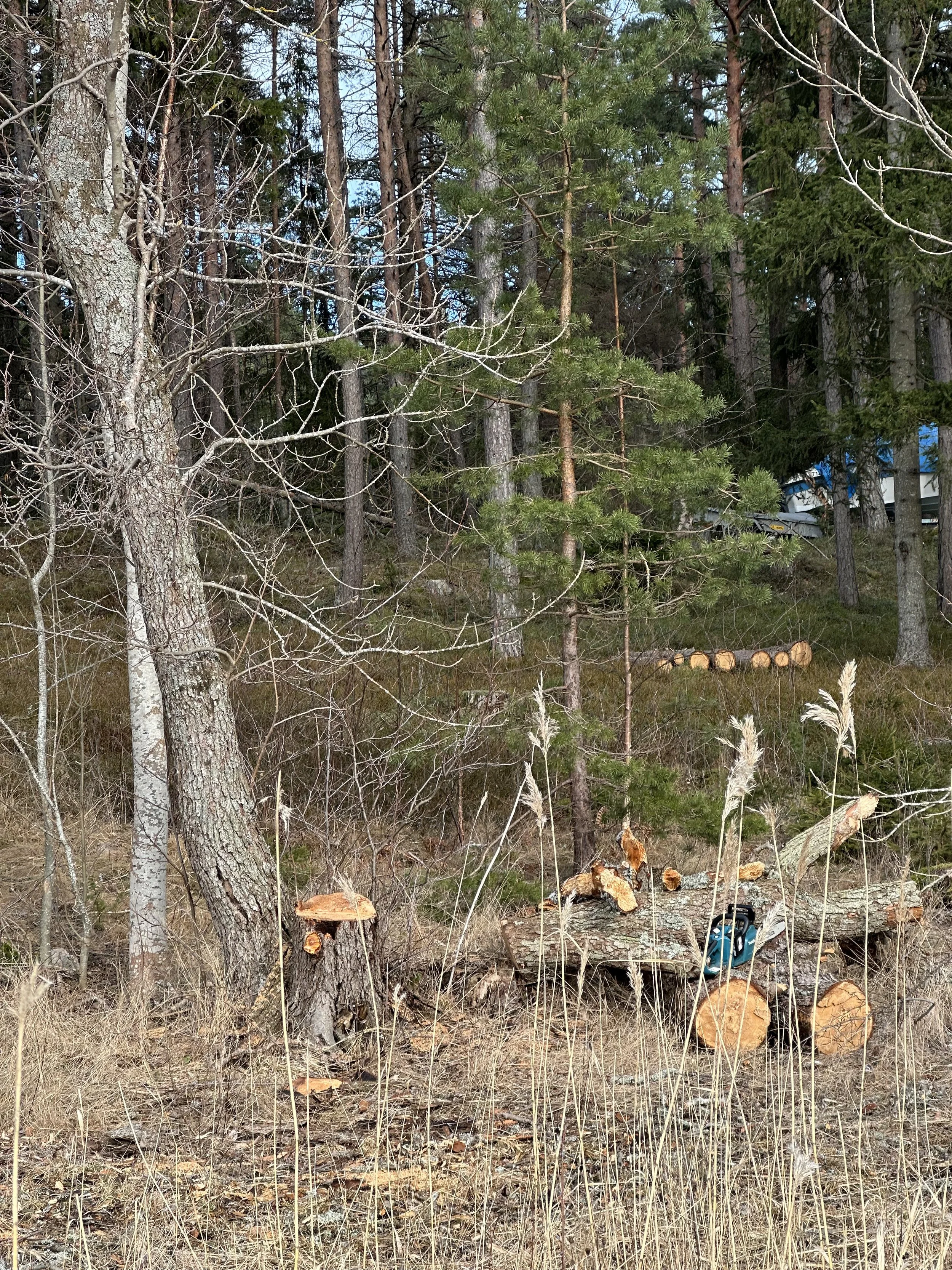 Kaatui samaan suuntaan mihin oli kasvanut.