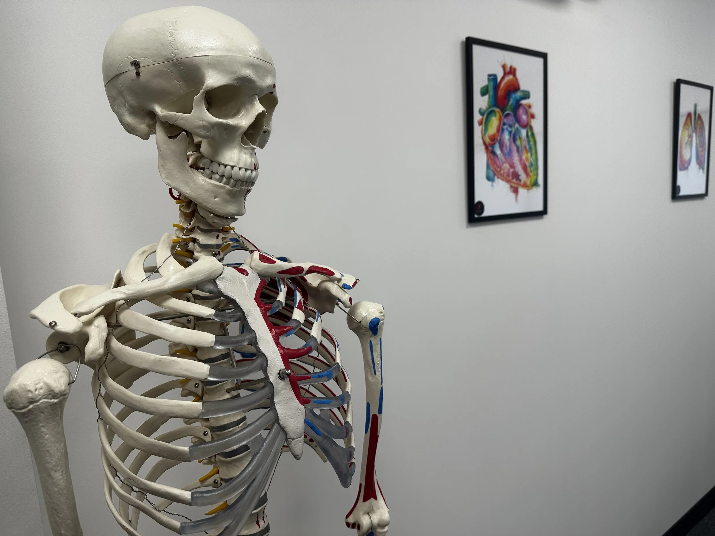 A human skeleton model at Back On Track Chiropractic Clinic in Wolverhampton. 