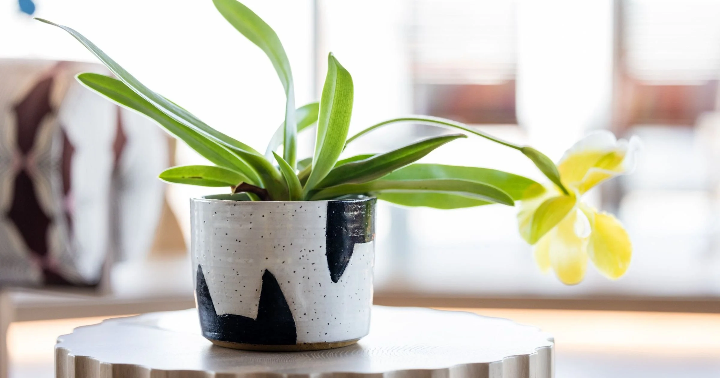 coach-house-plants_social (8).jpg