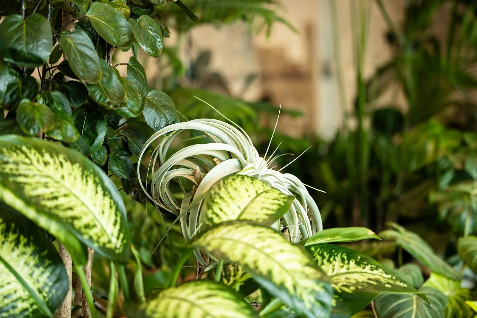 sustainable-plants-for-offices-chicago-coach-house-plants.jpg.jpg