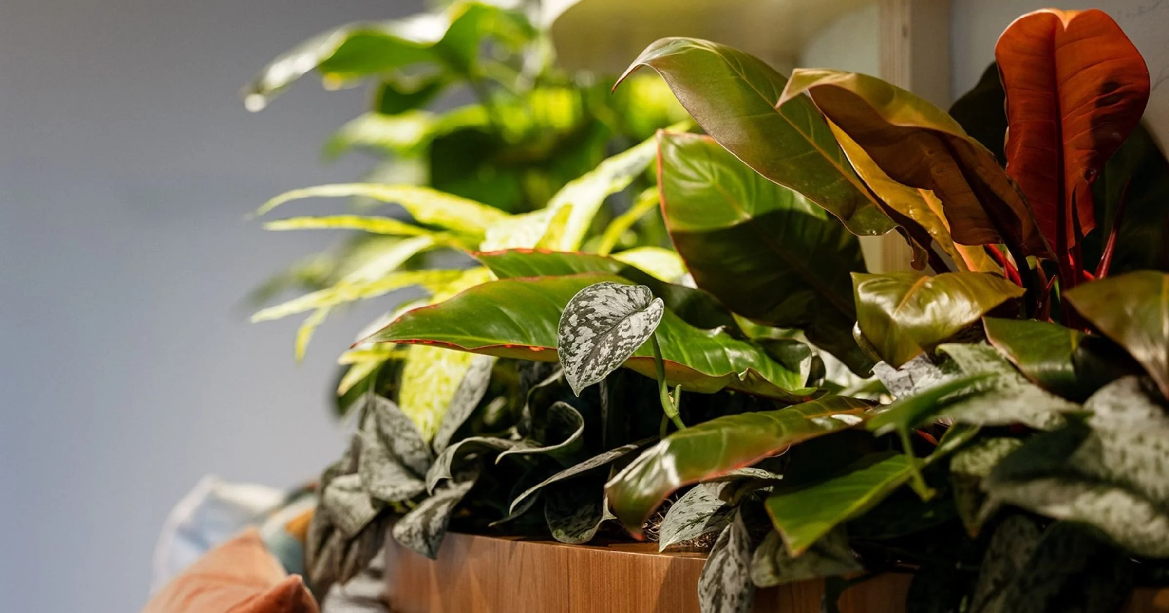 coach-house-plants_social (5).jpg
