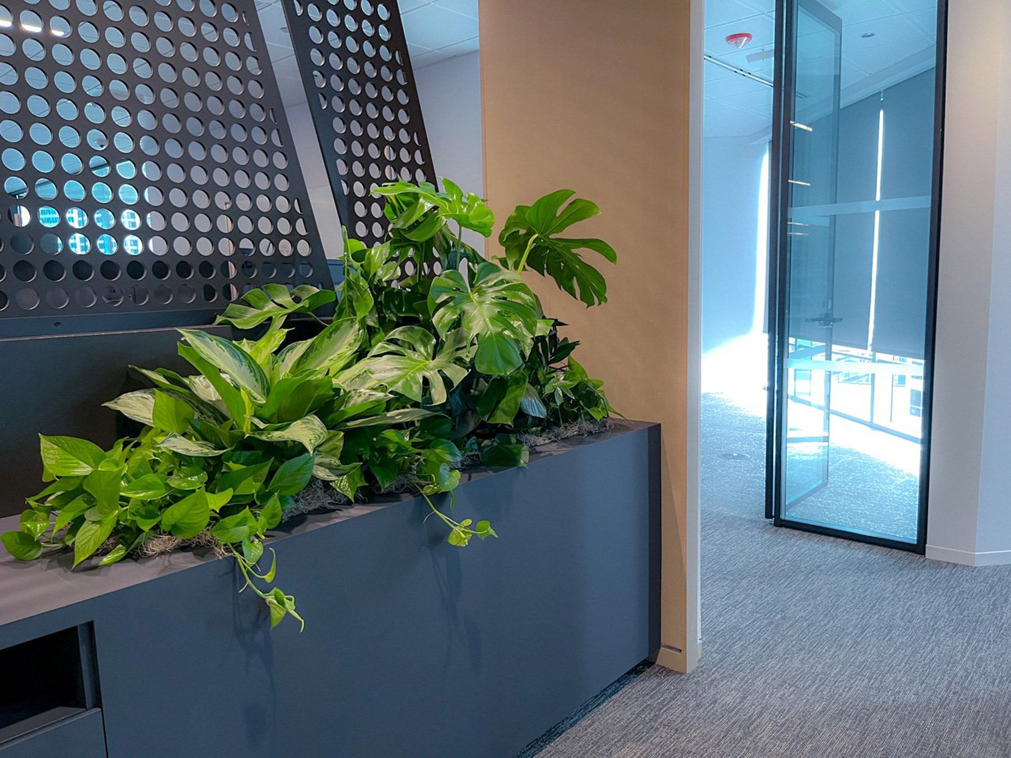 Plant-feature-in-modern-office.jpg