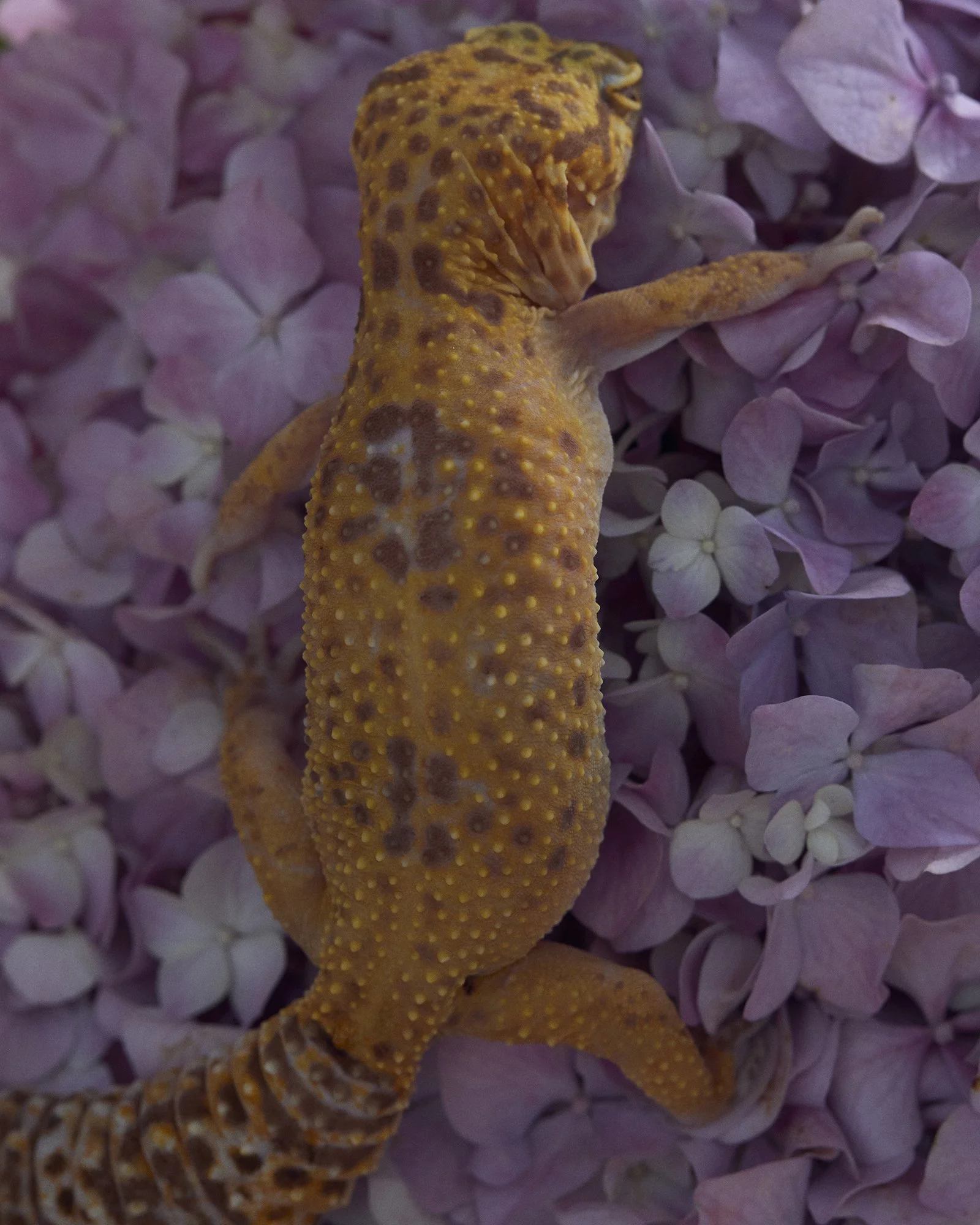A yellow and brown gecko with textured skin resting on pink hydrangea flowers.