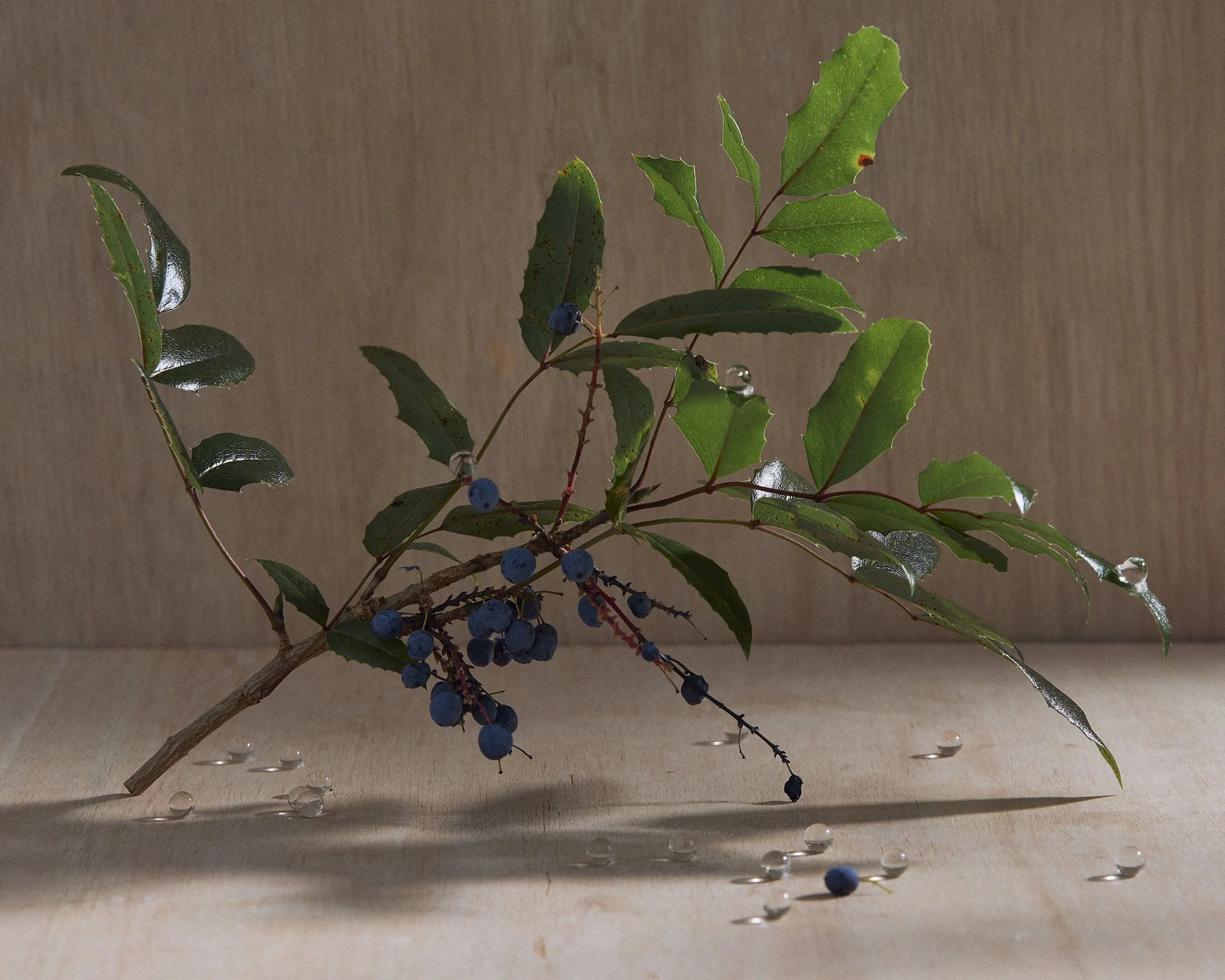 A sprig with green holly leaves and blue berries, with water droplets on the leaves and scattered on the surface, against a neutral background.