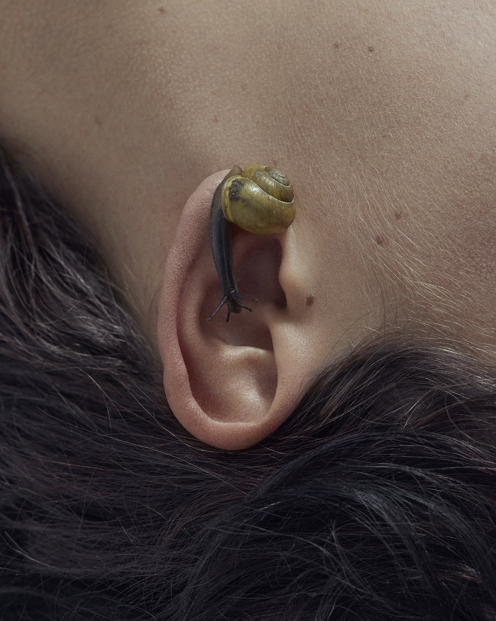 A small snail with a yellow shell and dark body climbing on a human's ear, with a portion of dark hair visible below.