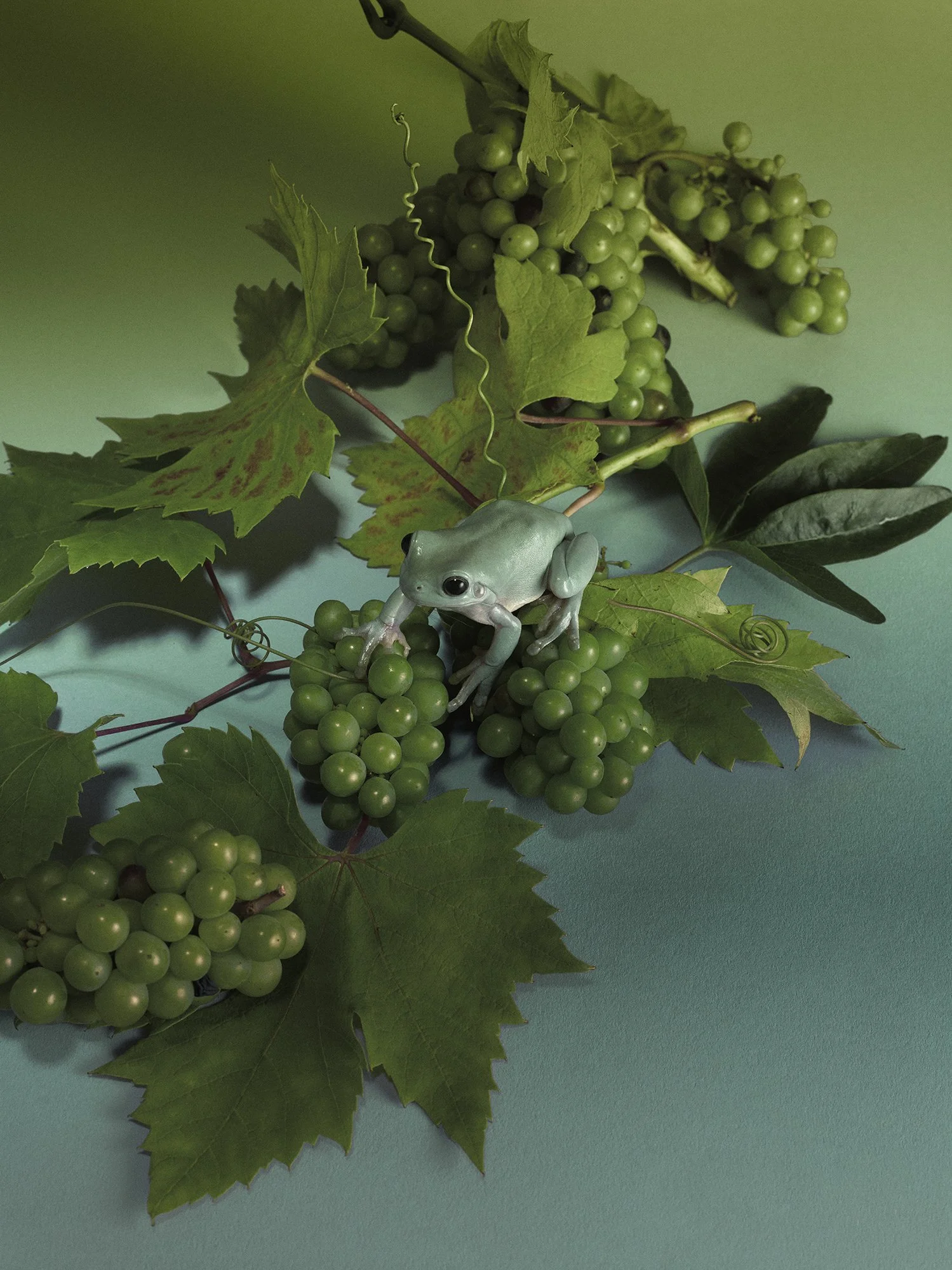 A green climbing frog perched on grapevine leaves and grape clusters.