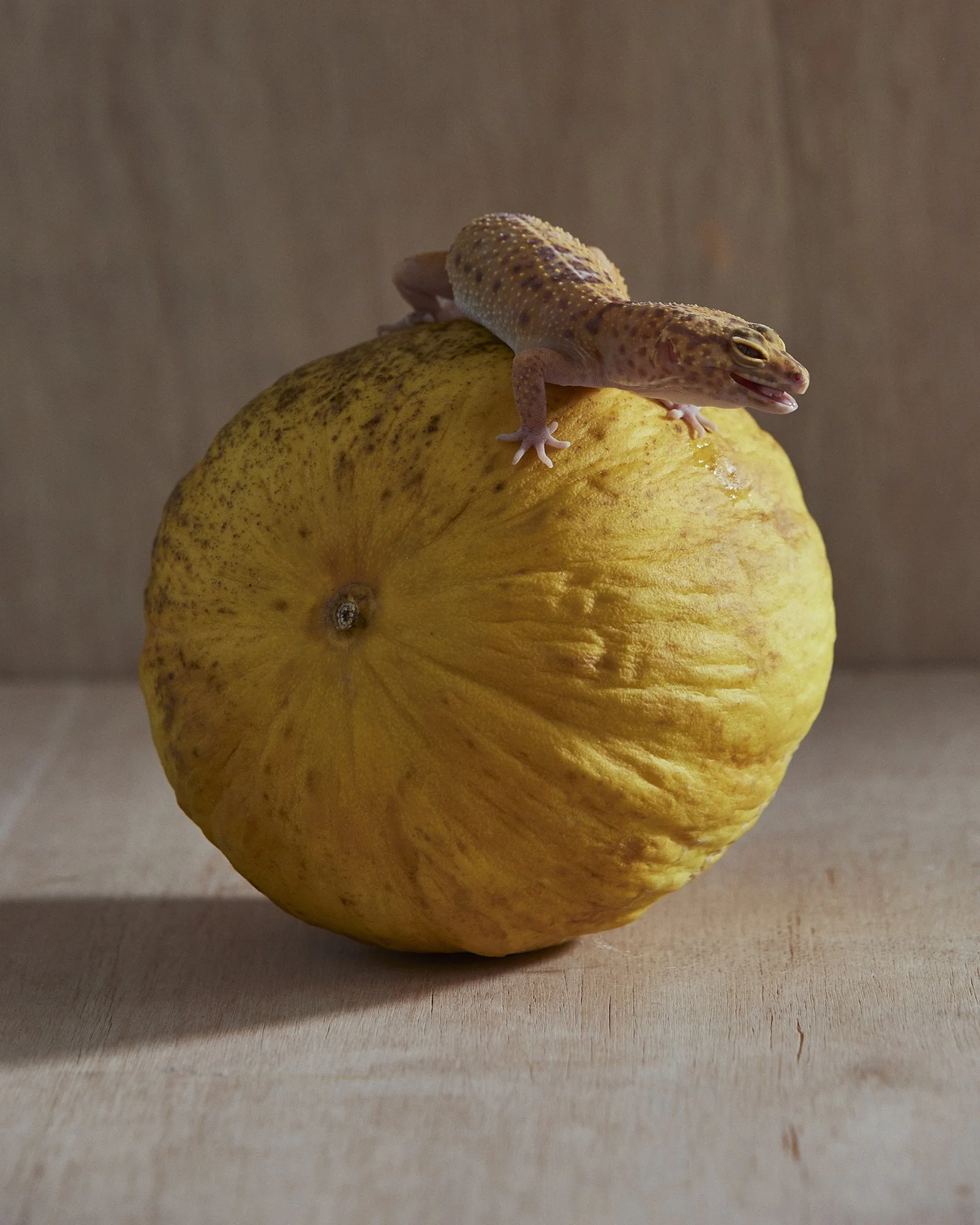 A lizard sitting on top of a large yellow fruit, possibly a grapefruit, with a plain background.