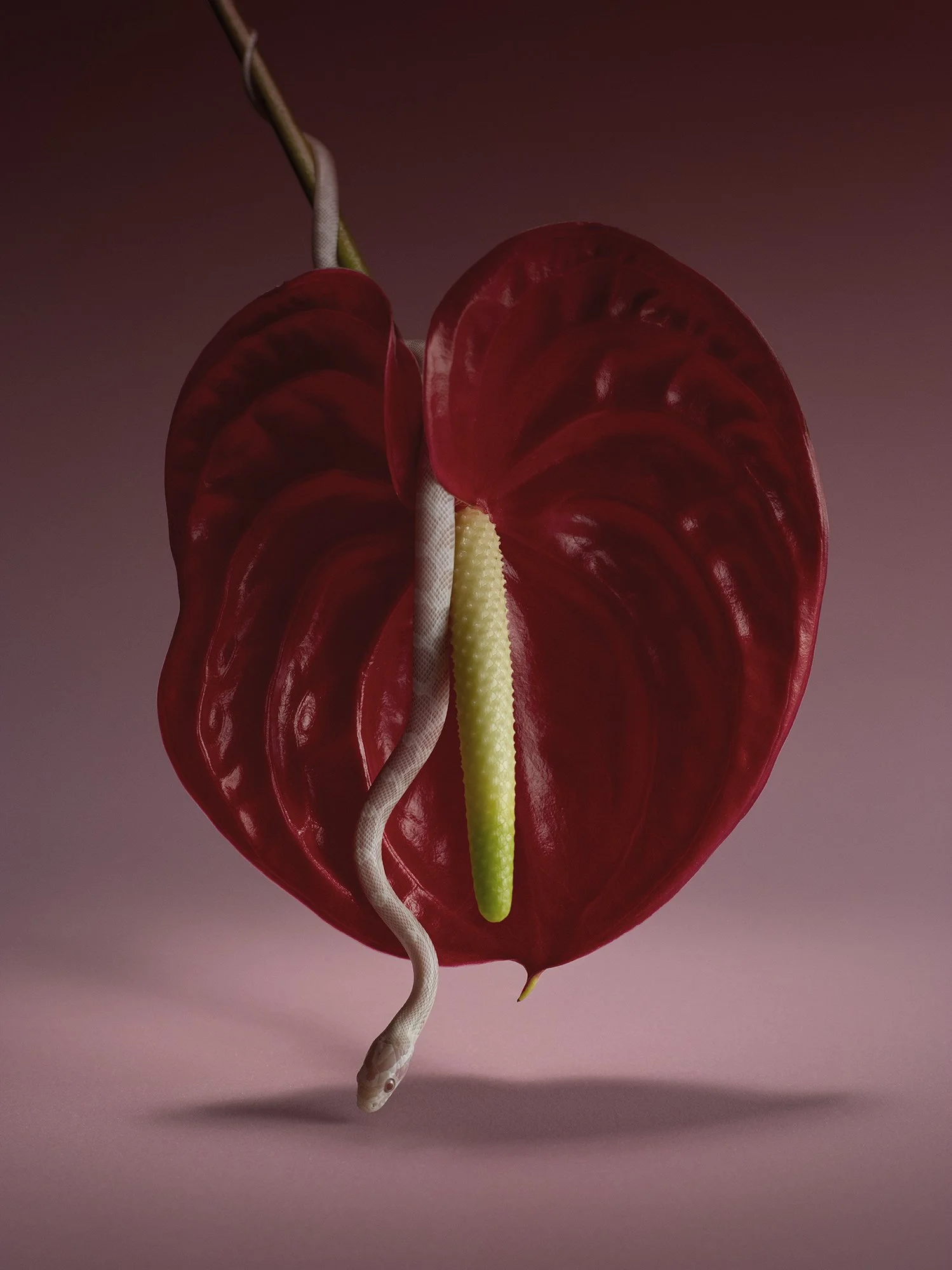 A red anthurium flower with a yellow spadix, featuring a small white snake coiled around the central spike, set against a pinkish background.