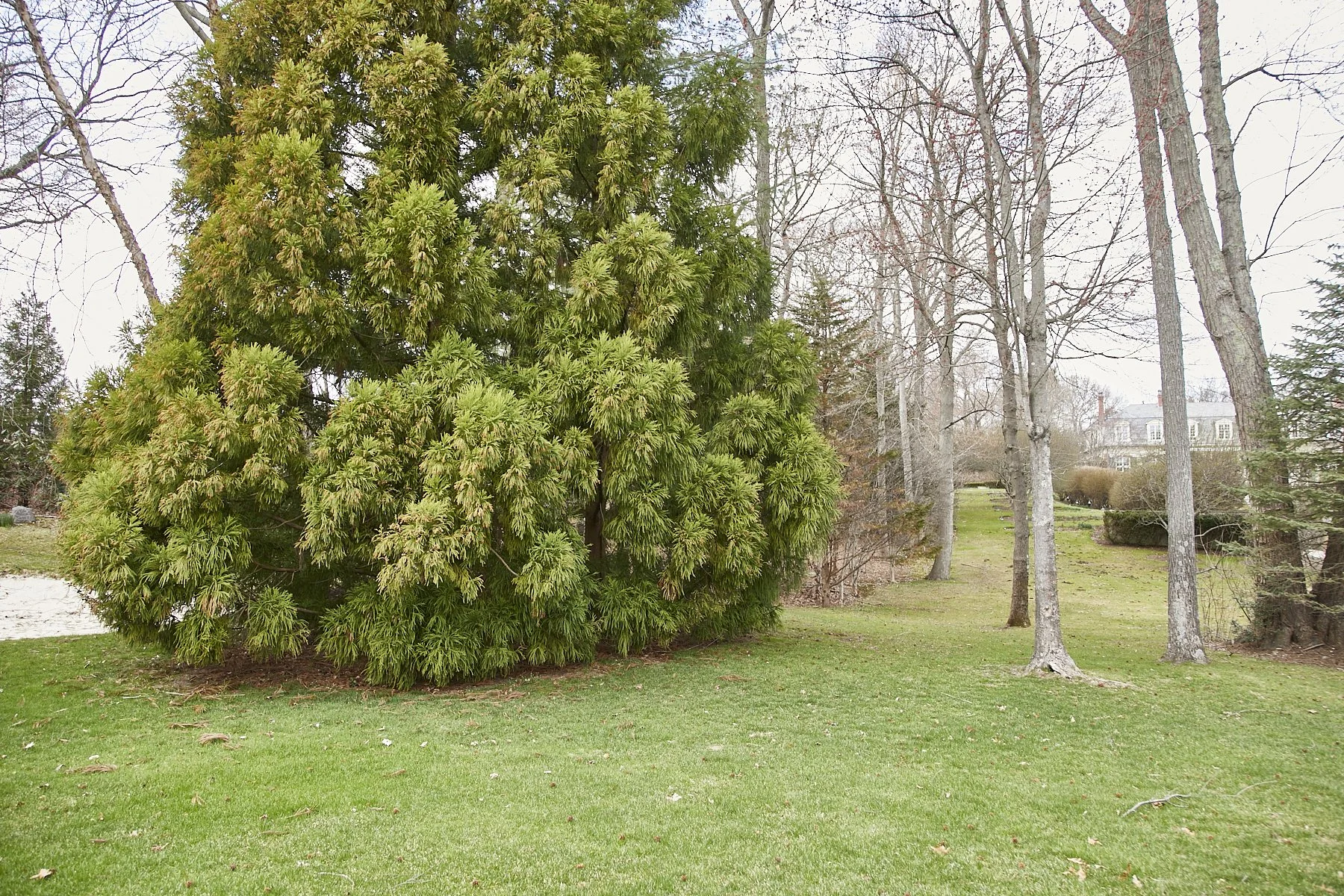 1985-4 Cedar Swamp , GLEN HEAD_139.jpg