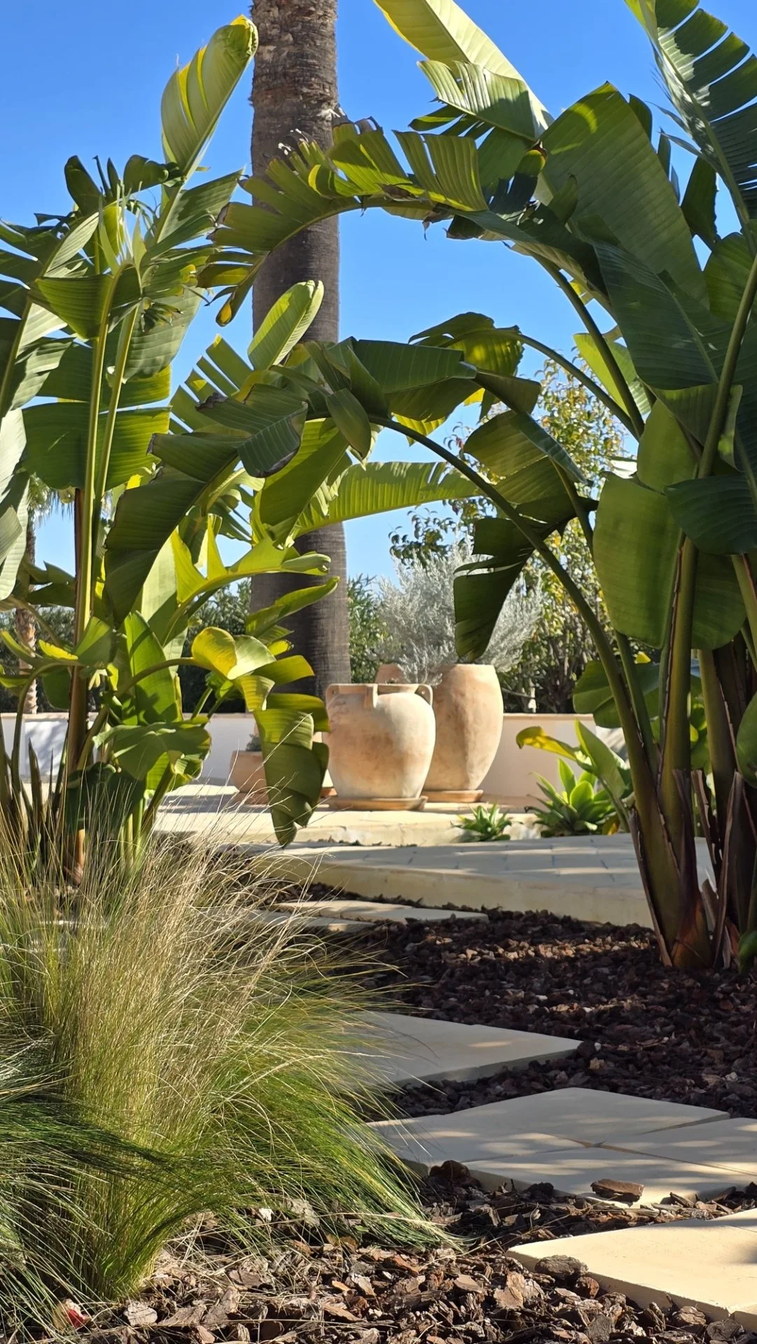 natural lawn alternatives algarve - garden designers almancil, carvoeiro, loule.jpg