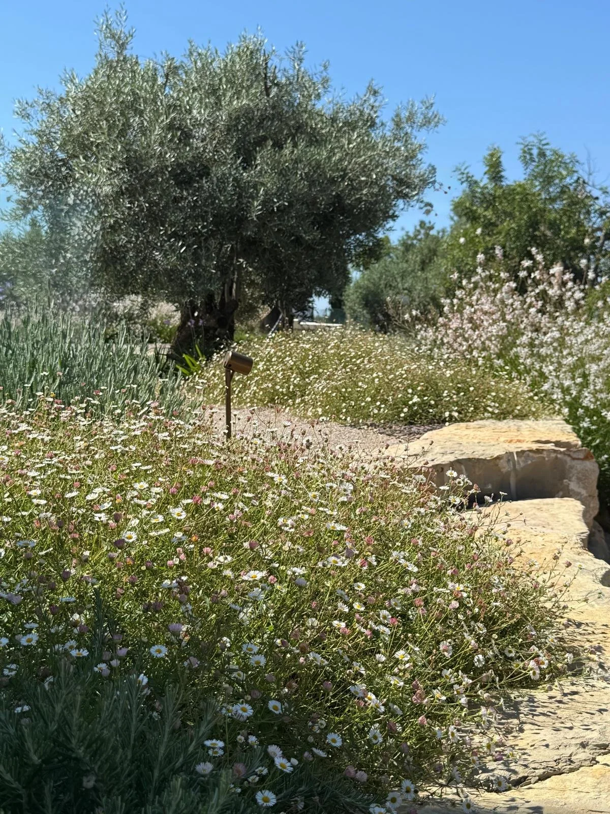 earthandclay natural garden designs algarve landscaping - low water consumption garden in algarve7.40.jpeg