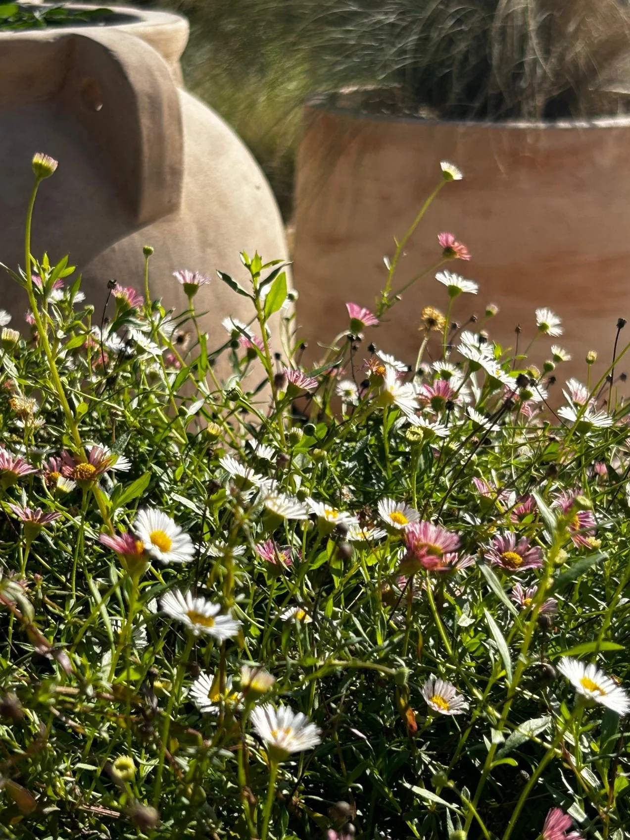 natural lawn alternatives algarve - garden designers almancil, carvoeiro, loule.jpg