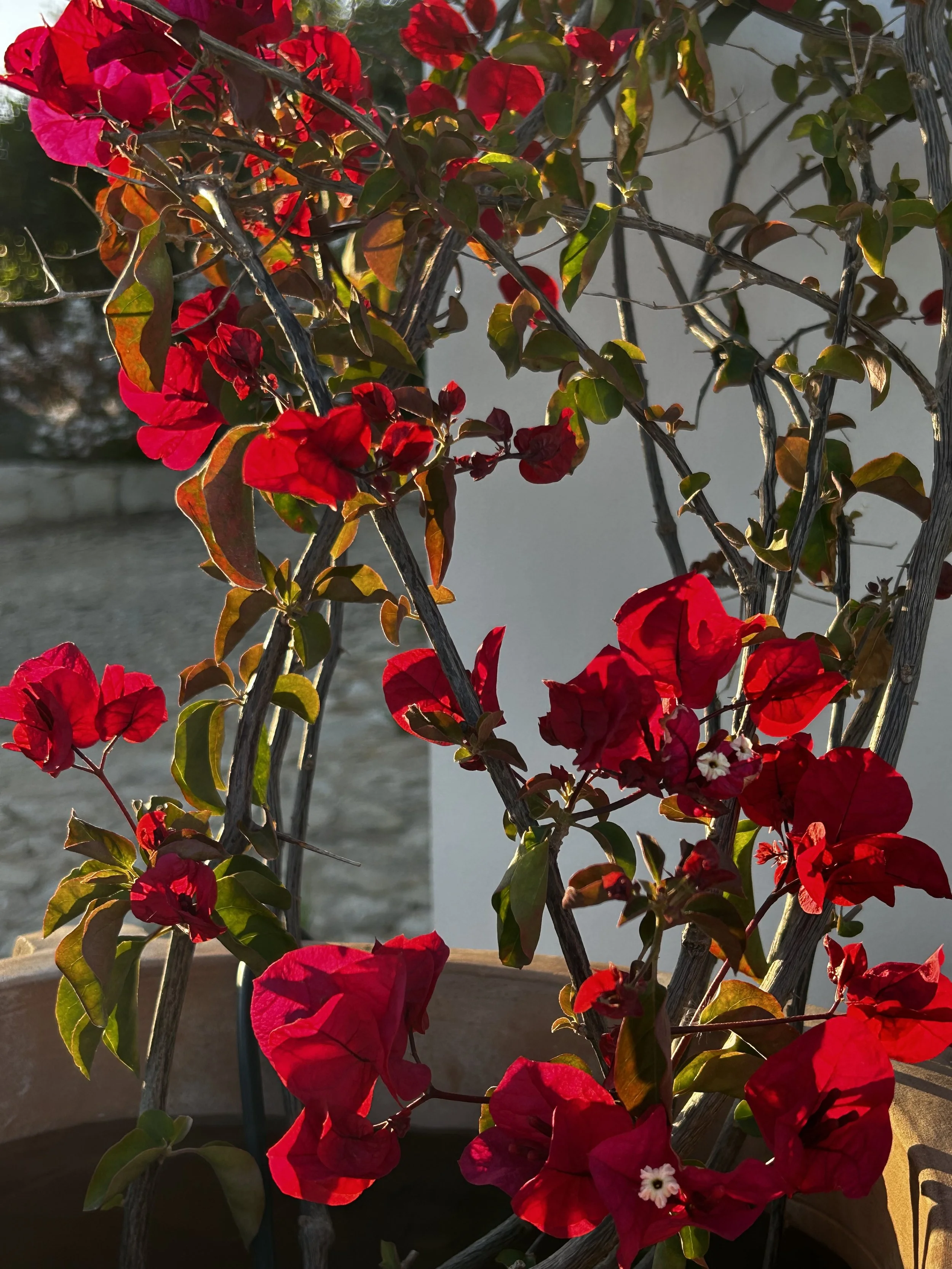 garden landscape design almancil - earth and clay884.jpeg