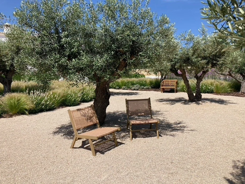A serene outdoor garden scene with gravel ground, several large olive trees, and two wooden benches. The sky is clear and blue.