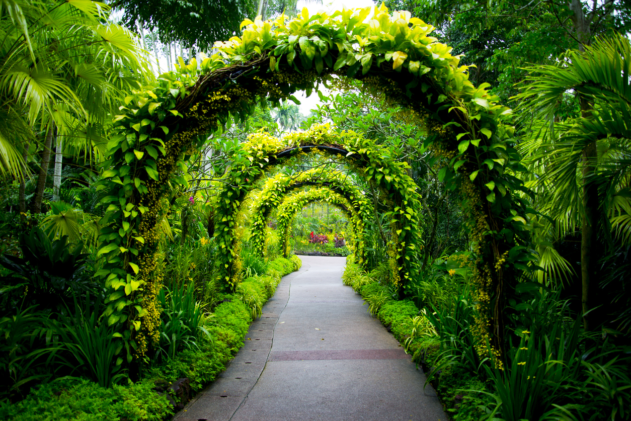A garden pathway lined with lush green plants and multiple decorative arches covered in leaves and vines.