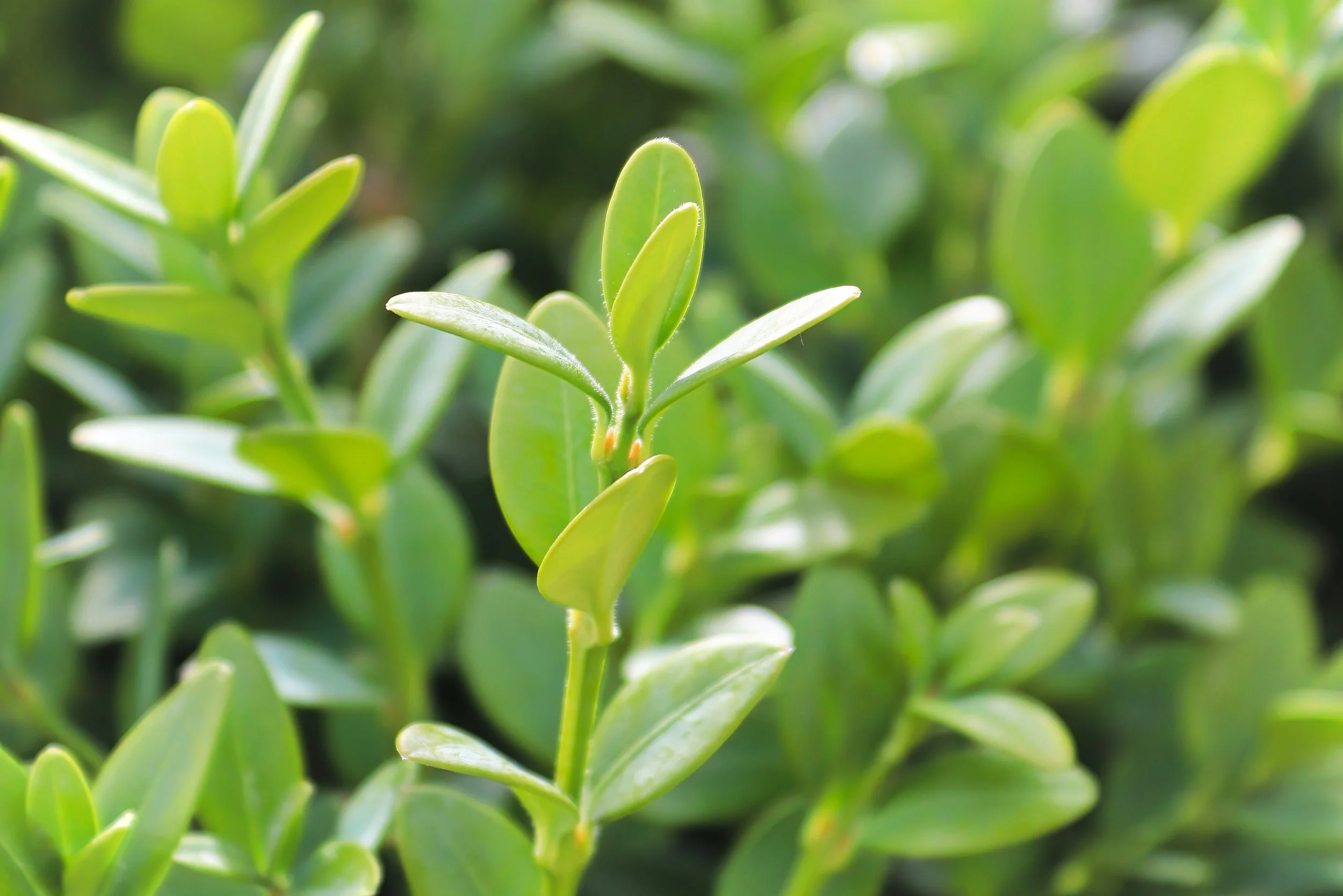 Boxwood Shrub.jpg