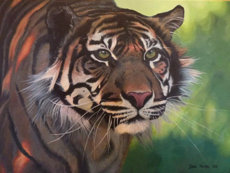 Tiger.jpg