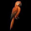 A bright orange parrot with black wings and tail, perched against a dark background.