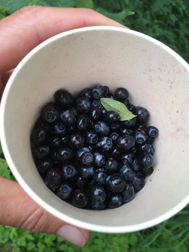 blåbär.jpg