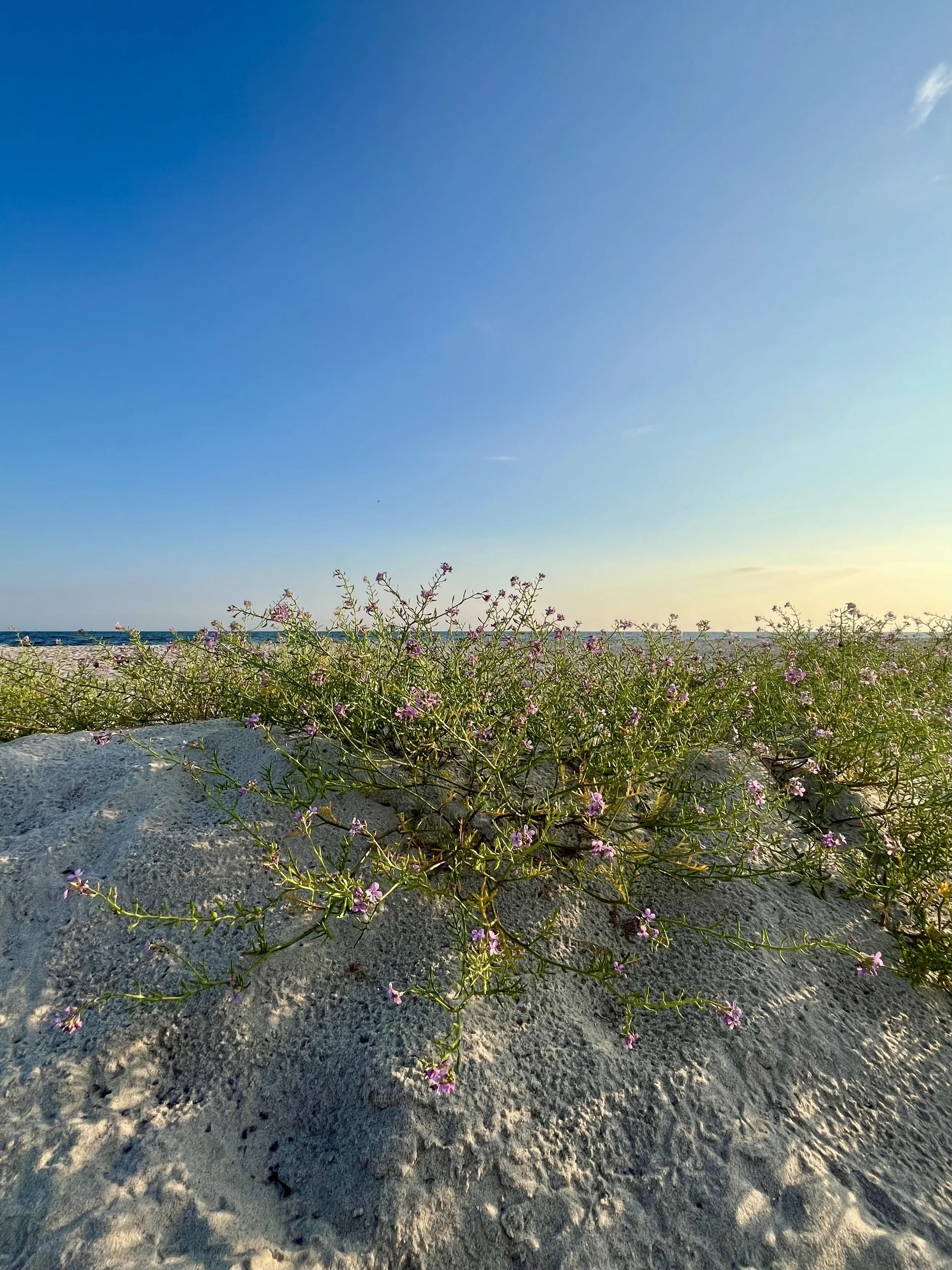 FullSizeRender 7.jpeg