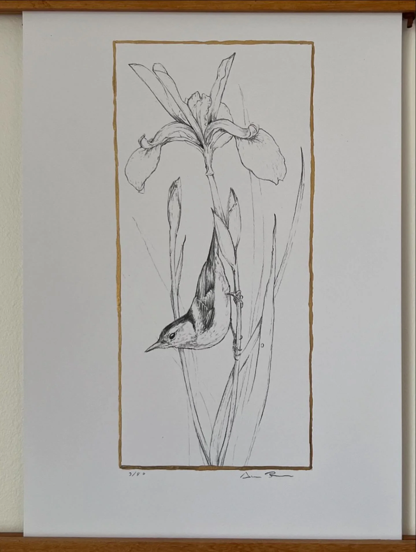 THE NUTHATCH Available prints of original graphite drawings. Hand-painted with liquid gold leaf. Available for pick up, or shipped with (additional shipping cost). 30% of each purchase will be donated to @cwcwildlife ! DM me for orders! Here are the 