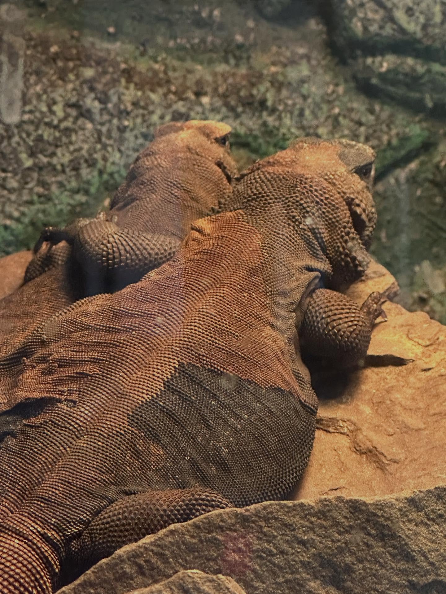 Everyone needs a good buddy to lean on:-). Our Chuckwallas were born (hatched:-) at the Phoenix Zoo nearly 10 years ago and where one goes, so does the other.  These herbivorous, sun-loving lizards are one of the coolest animals in the deserts of the